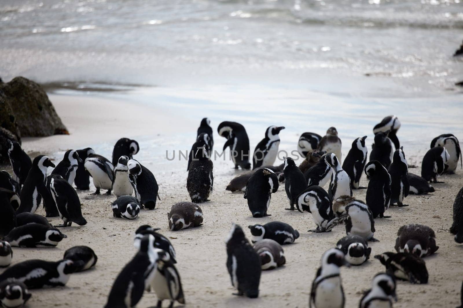 Water, sand and group of penguins at beach for tourism with nature, ecology and marine wildlife. Environment, rock and African penguin by sea with crowd for travel and natural habitat in South Africa.