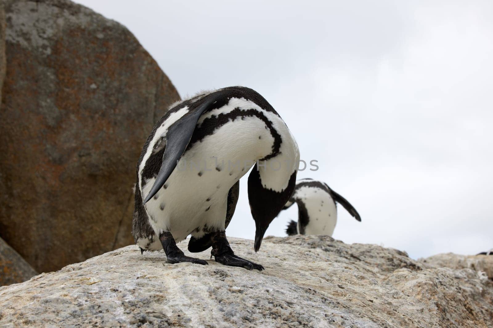 Penguins, rock or boulder in outdoor for tourist, wildlife and landscape in environment or ecology. Bird, biology and wilderness for ecosystem, seaside and habitat with sky for coastal scene nature.