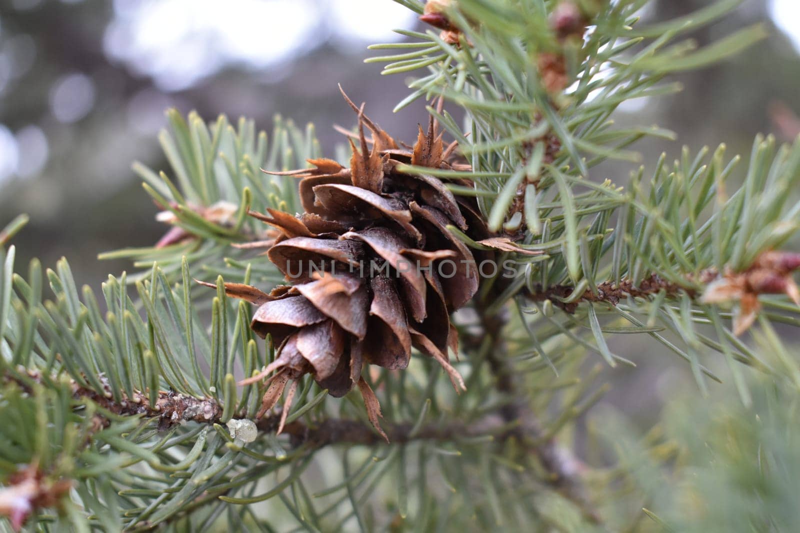 One Pine Cone on Branch of Tree in Forest. High quality photo
