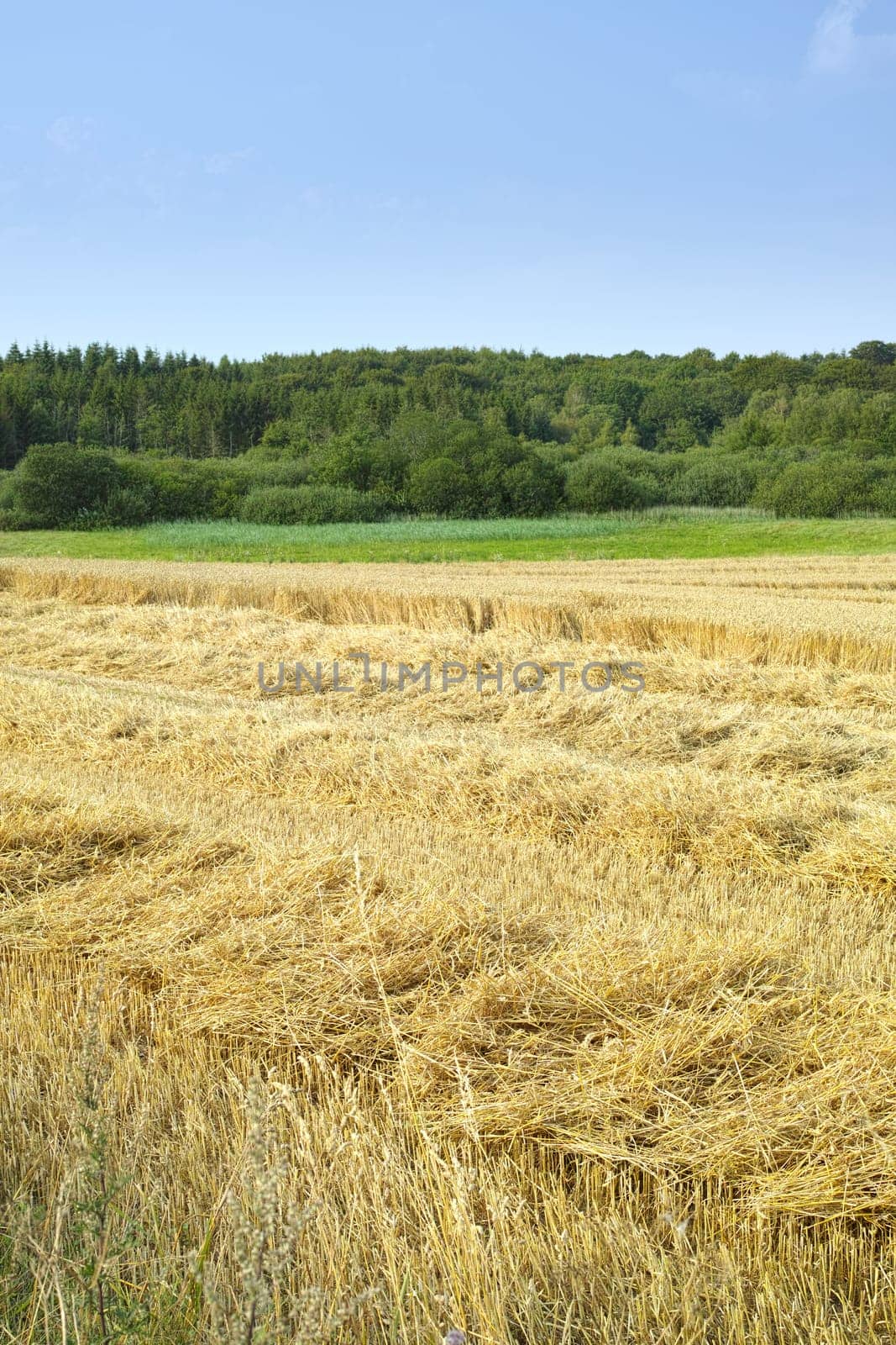 Natural, harvest or agriculture in countryside with wheat, landscape for growth in spring. Sustainable, environment or barley crop, farming export for beer industry on eco friendly farm or field.