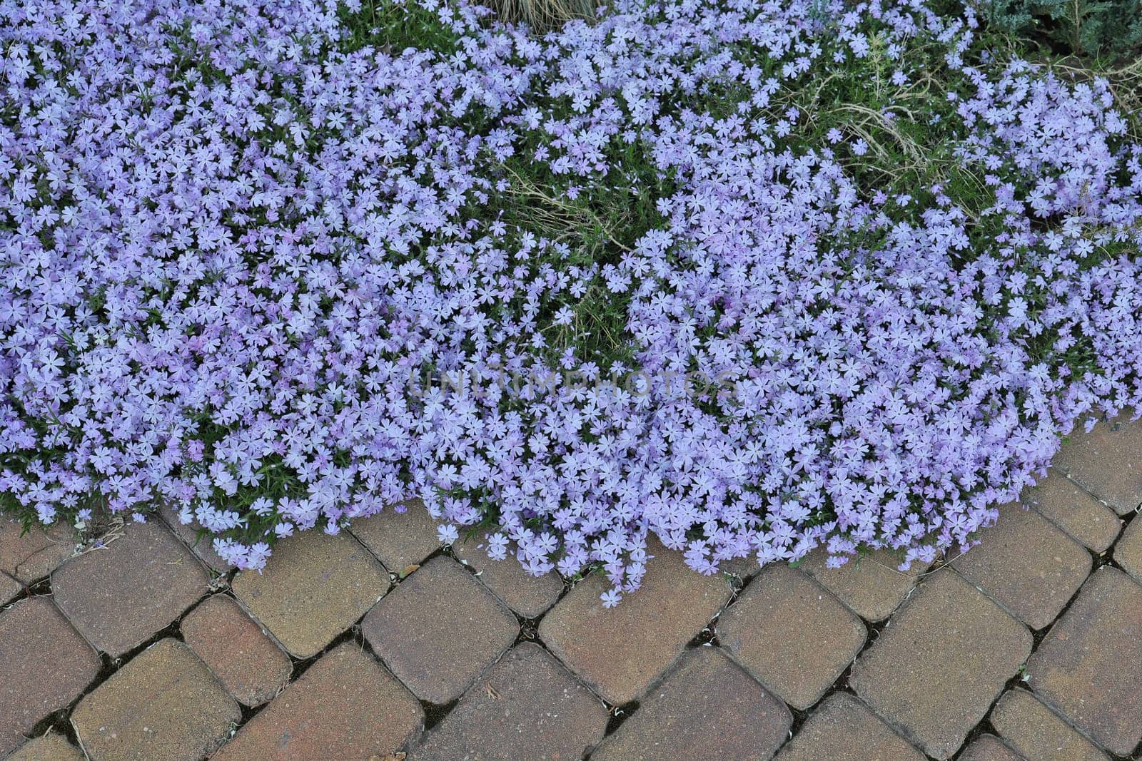 Phlox awl-shaped in bloom in a flowerbed near the footpath. Lilac phlox subulate. Wallpaper. Phlox subulate.