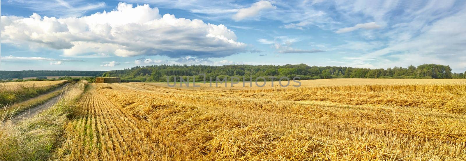 Nature, harvest or agriculture and barley in rural area, landscape for growth and panorama. Countryside, and sustainable environment for farming, calm and banner or outdoor scenery in Tuscany by YuriArcurs