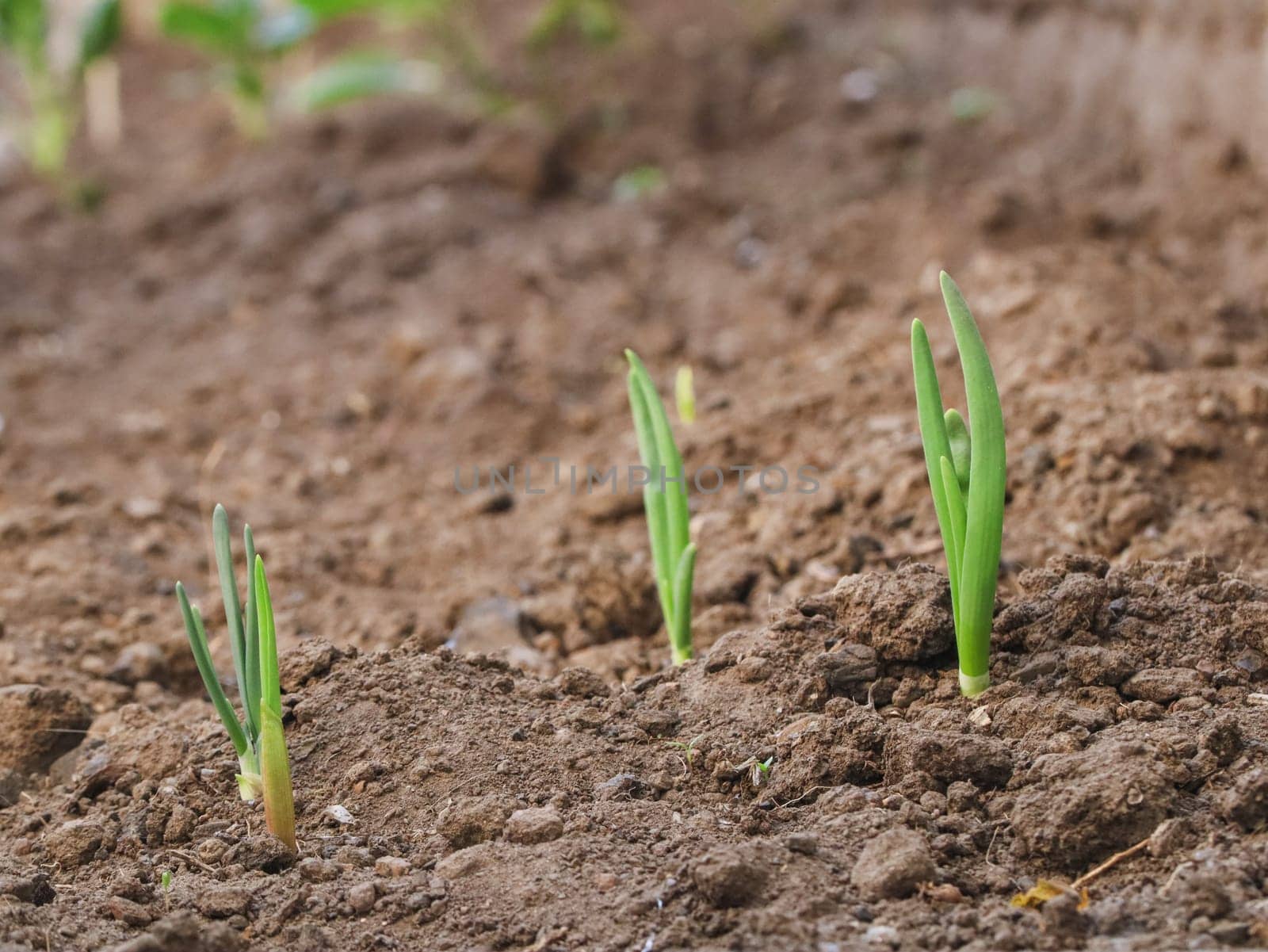 Beautiful view of three young onion sprouts in black soil, close-up side view with depth of field.