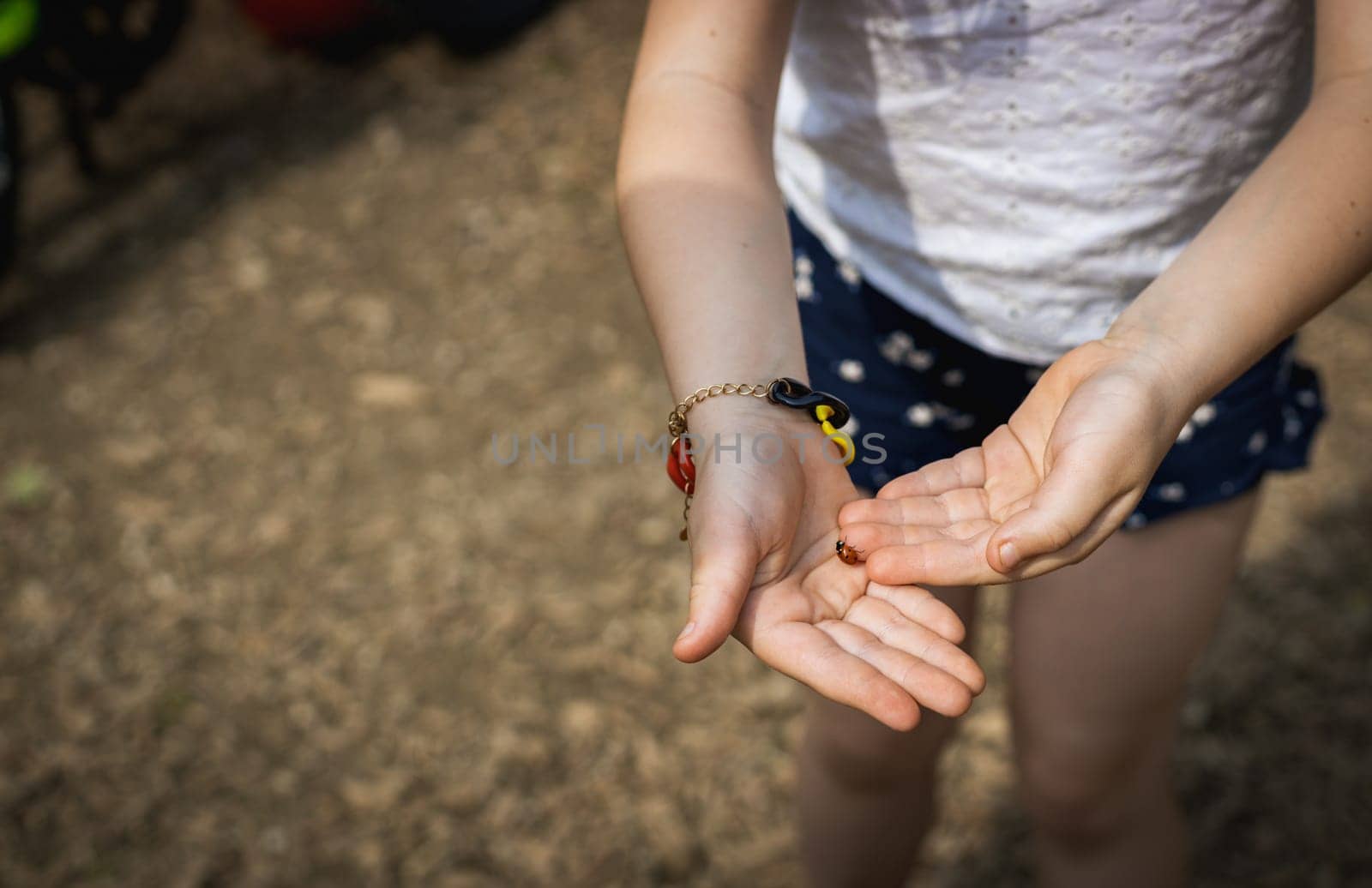 One Caucasian unrecognizable girl holds a crawling ladybug in her palms on a summer day while standing in a public park, top side view close-up.