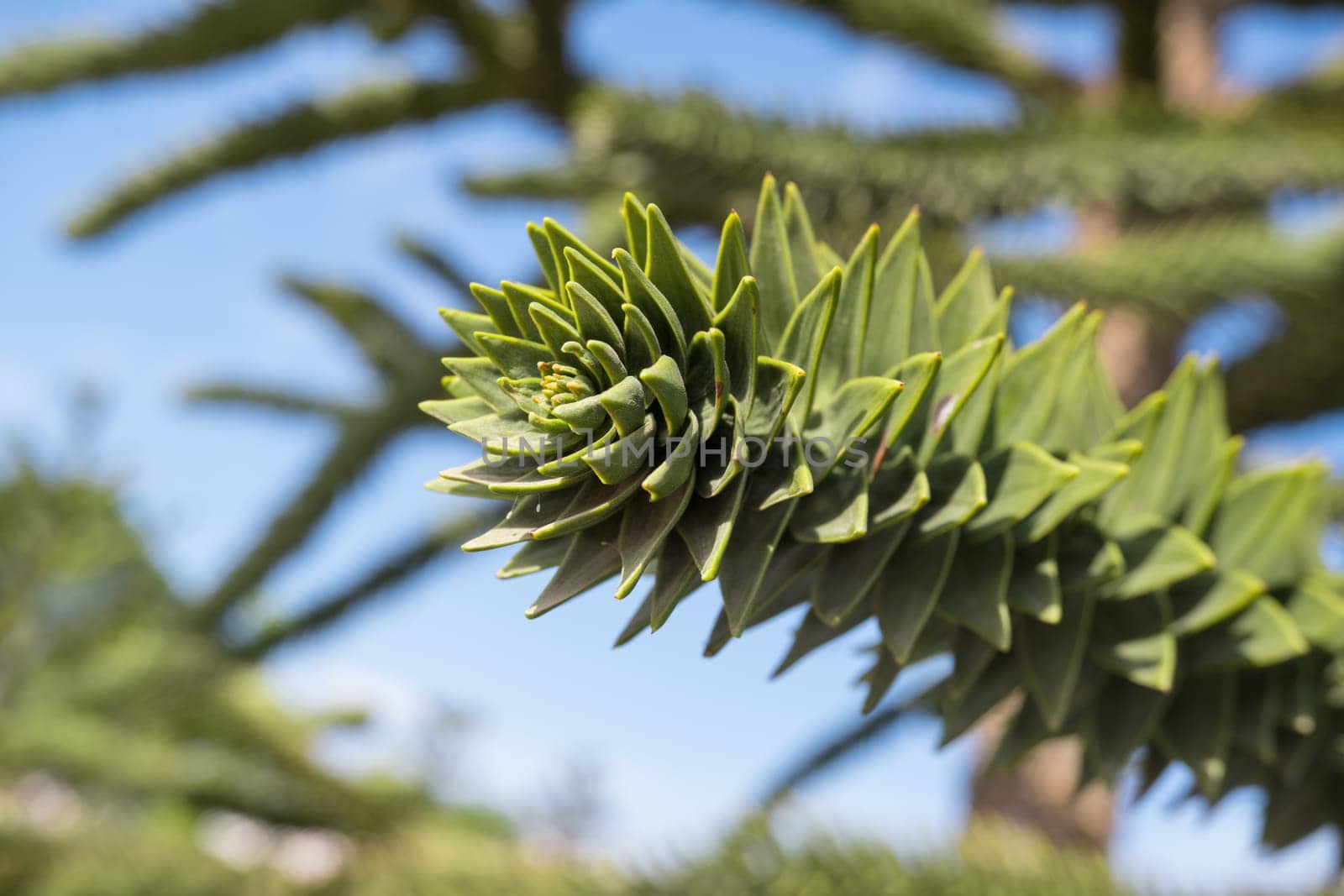 Close-up of a thorny green branch of Araucaria araucana, monkey puzzle tree, monkey tail tree or Chilean pine in Krasnodar landscape city park or Galitsky park