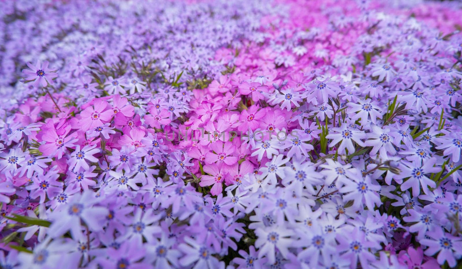 Top view of pink, lilac moss phlox Phlox subulata in spring flower garden. Floral background by Ekaterina34