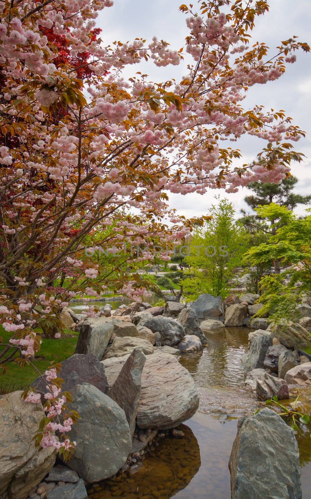 Japanese sakura blossom, spring season image.