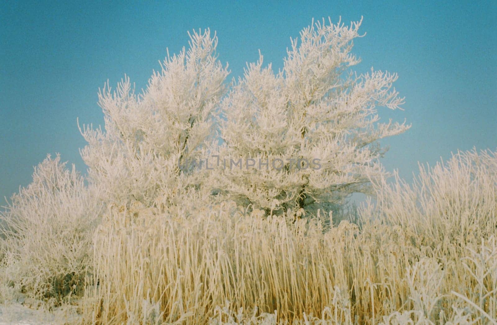 Trees and grass covered with frost and snow against a blue sky.
