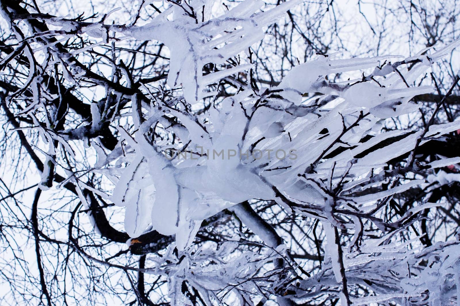 Tree branches in ice close-up against a cloudy sky.