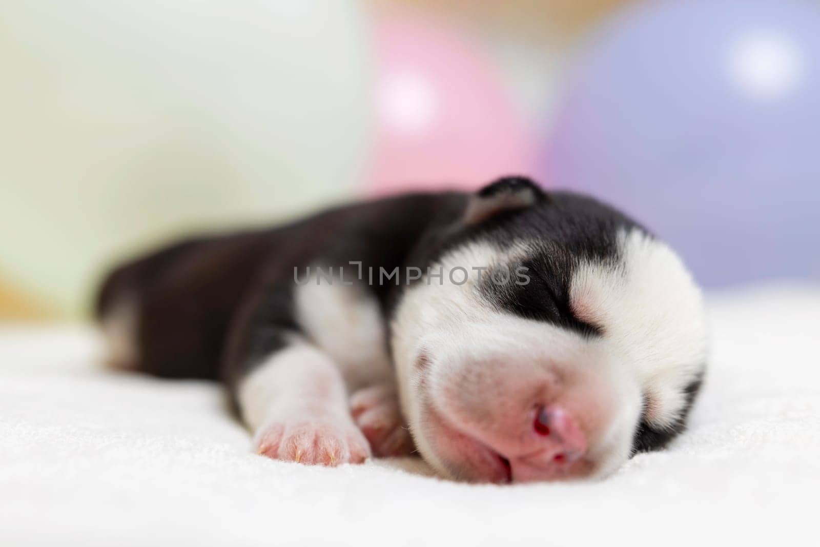 Newborn puppy sleeping peacefully on soft fabric. Studio pet portrait for greeting card or birth announcement with pastel balloons background.