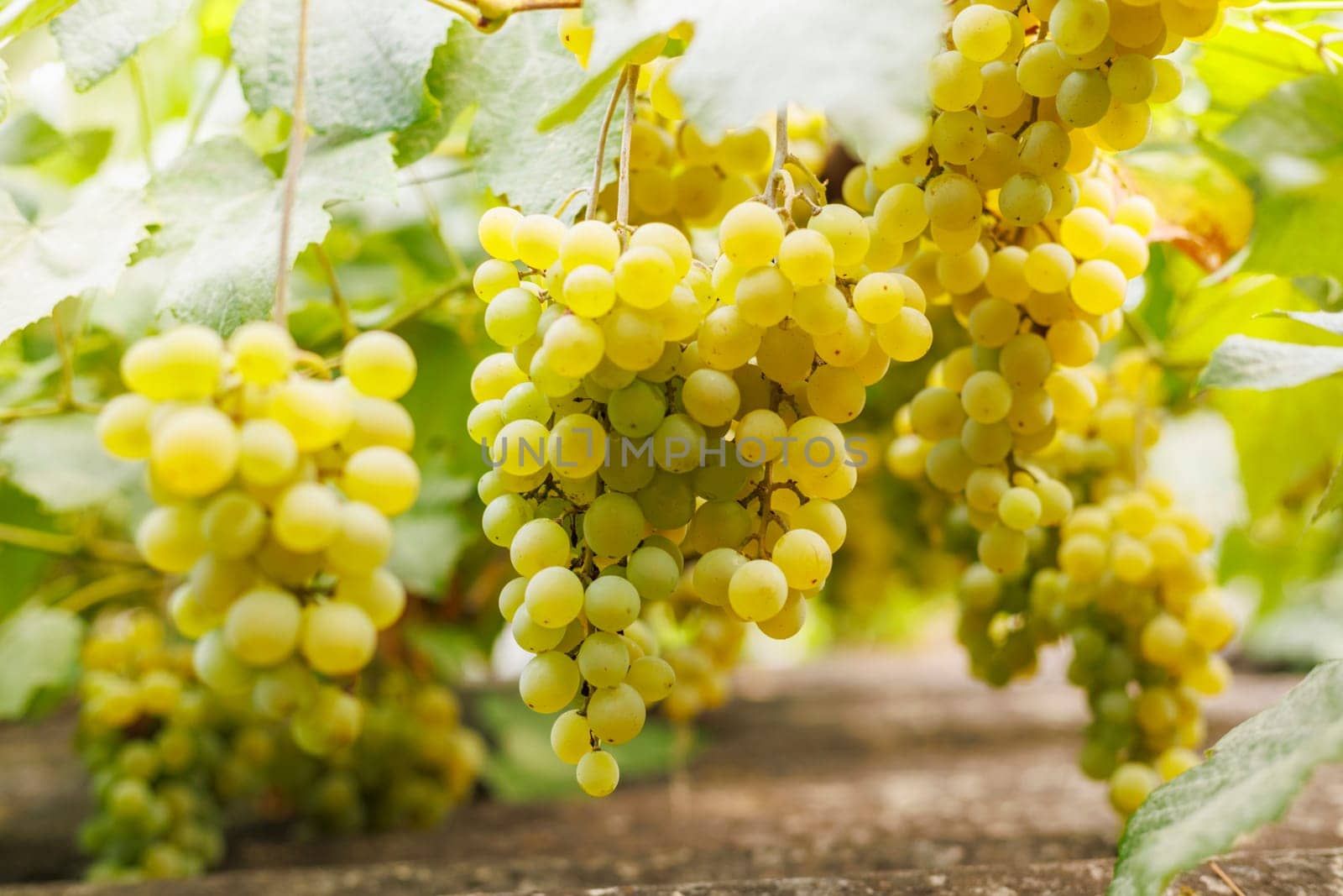 Ripe Grapes Cluster on Vine in Sunlight by andreyz