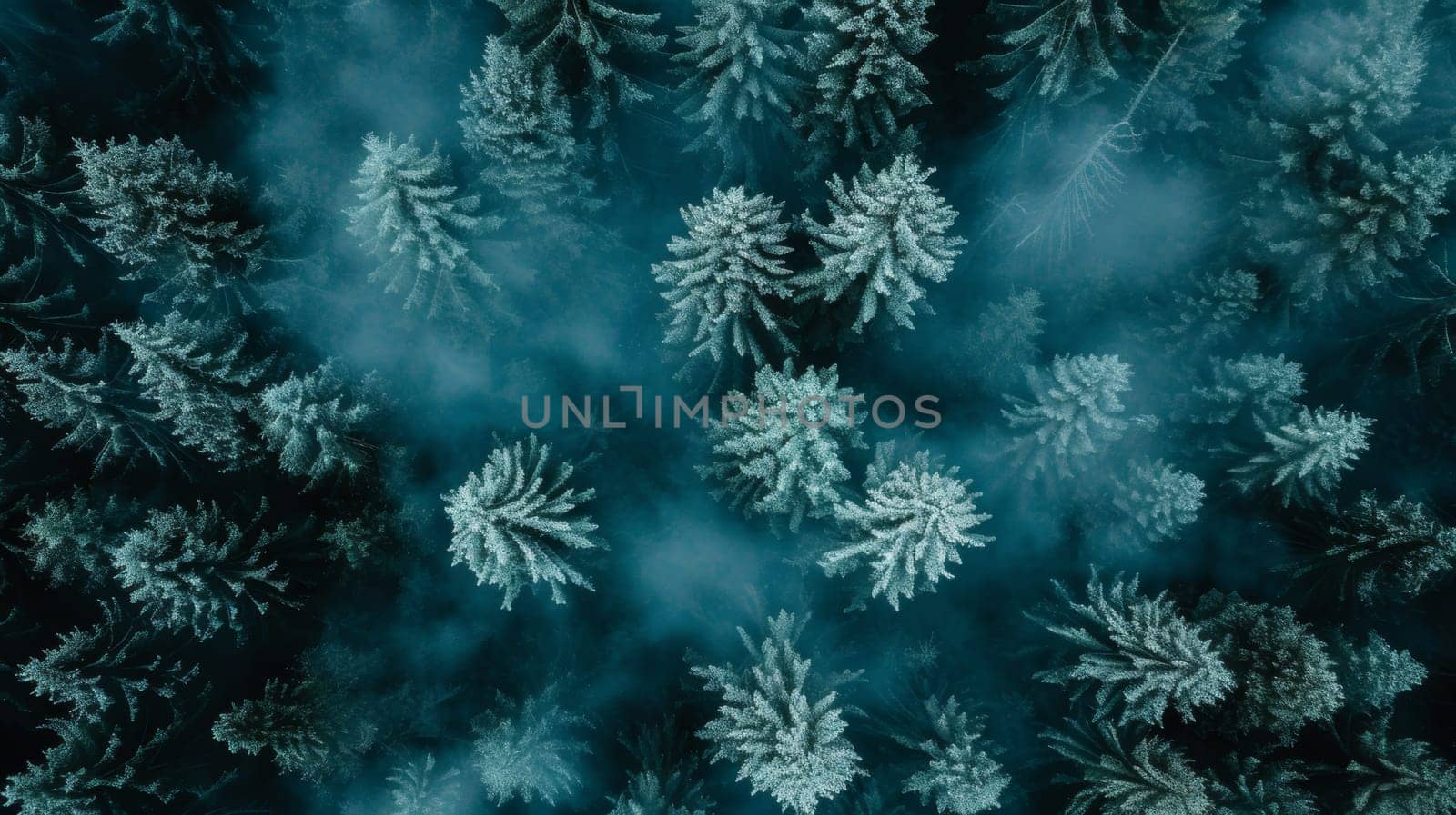 A view of a forest covered in snow and fog