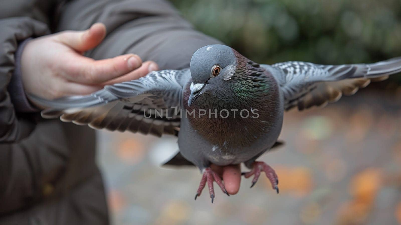 A person holding a bird in their hands with its wings spread