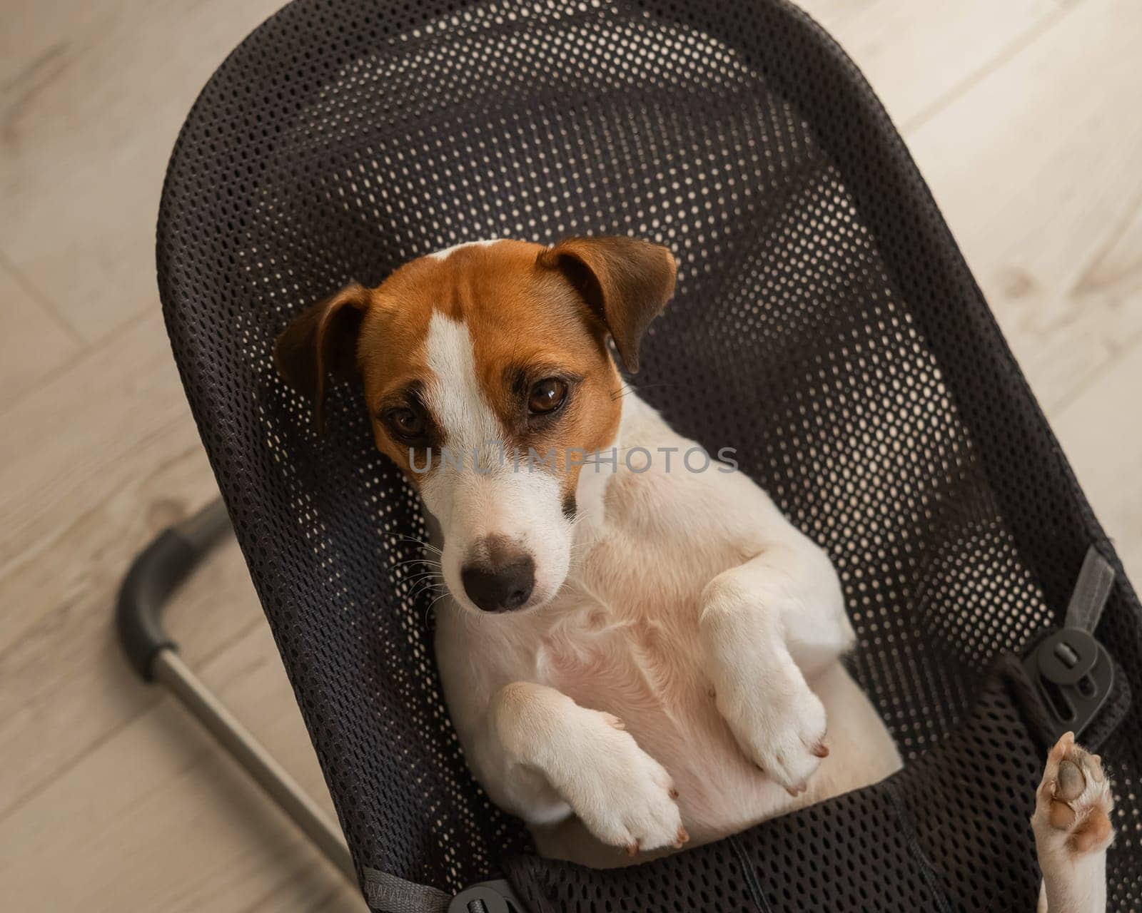 A Jack Russell Terrier dog lies in a children's lounge chair. by mrwed54