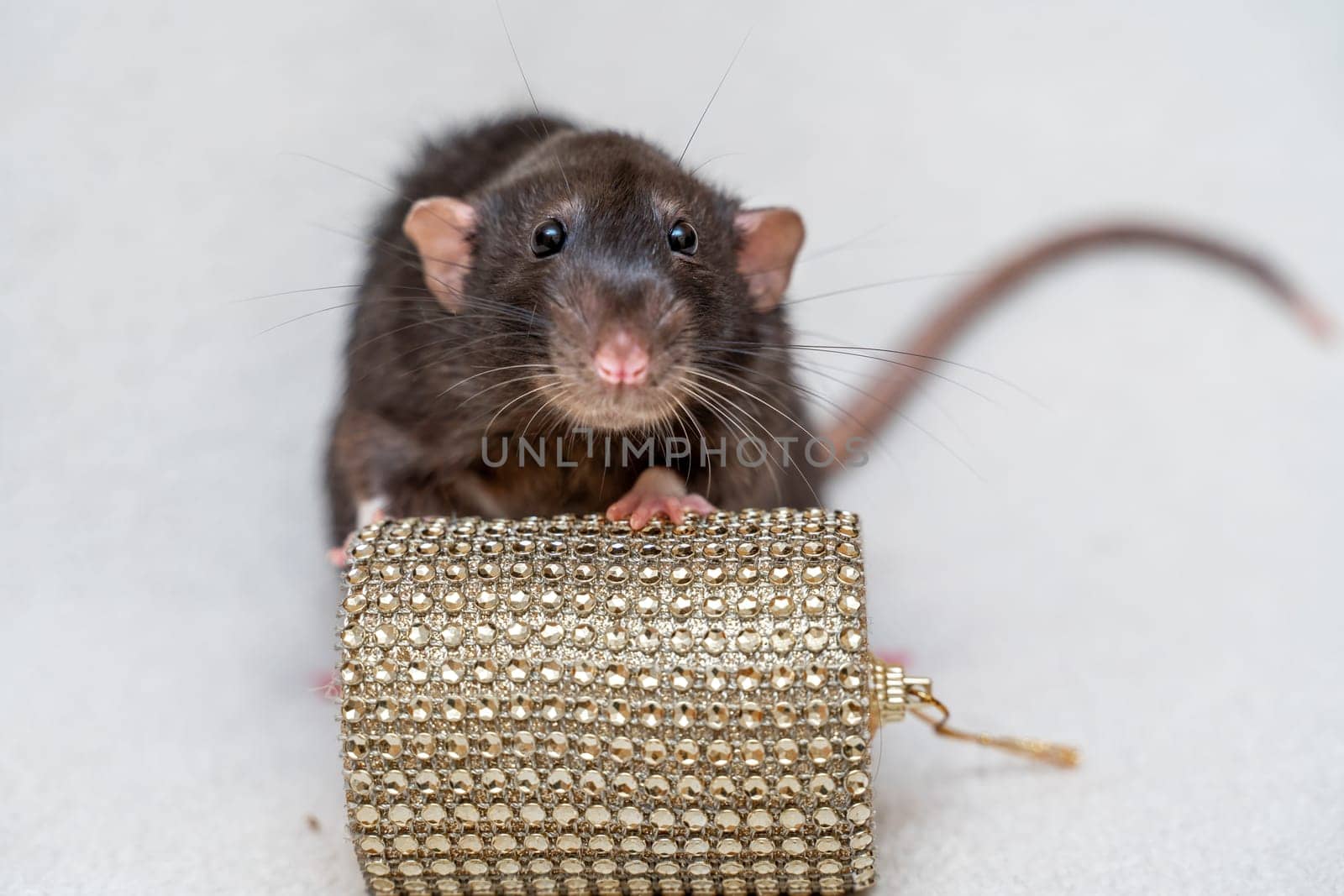 Black rat. Funny black rat Dumbo sits on a white carpet with a box. Symbol of the Chinese New Year. by Matiunina