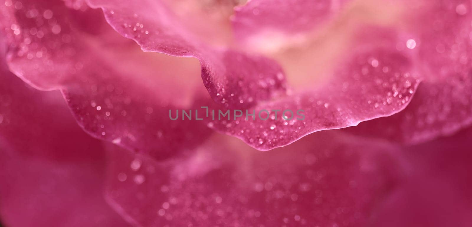 Pink yellow rose flower petals with dew drops. Macro flowers background for holiday design. Soft focus