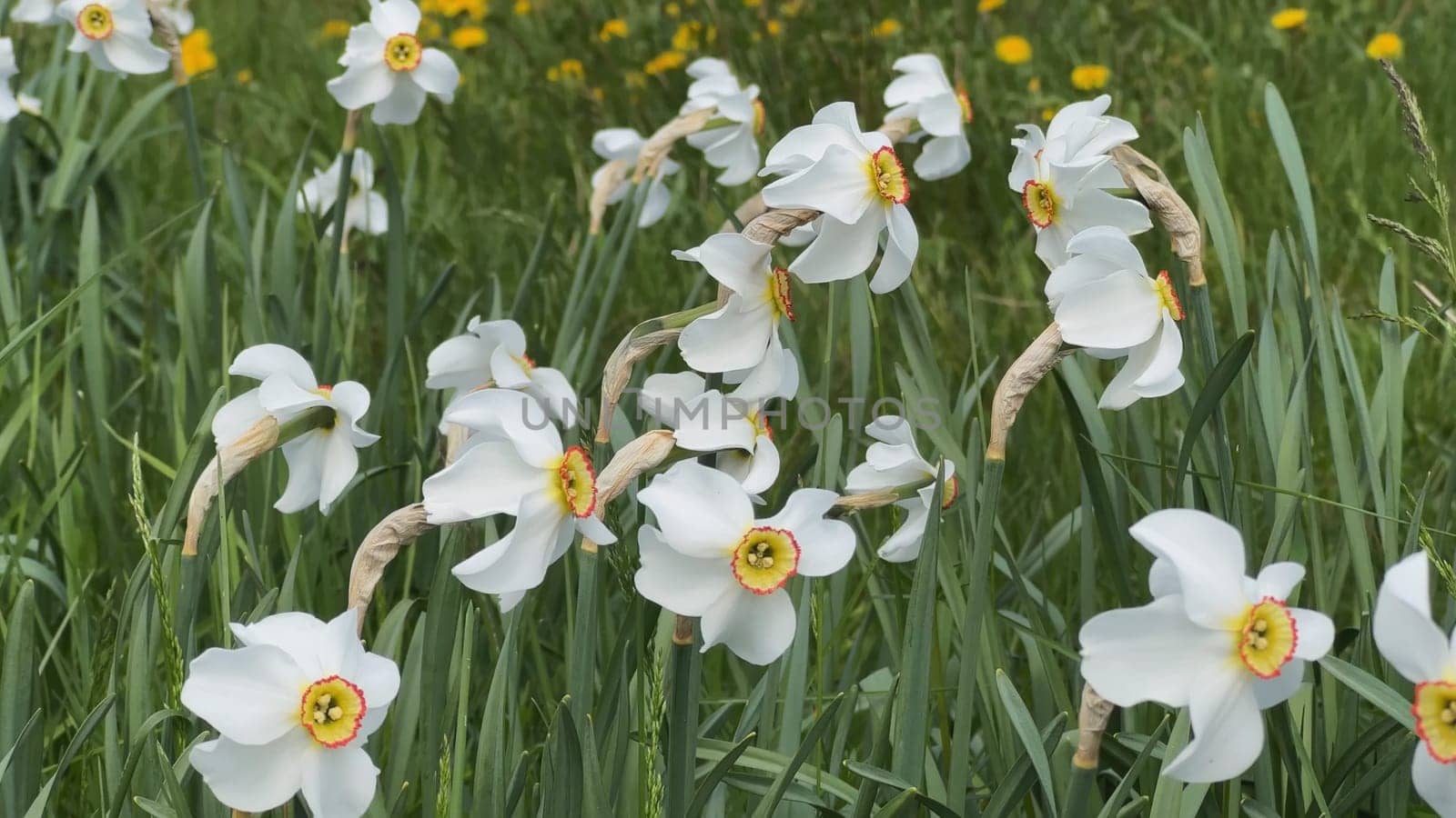 White daffodil flowers grow in a meadow