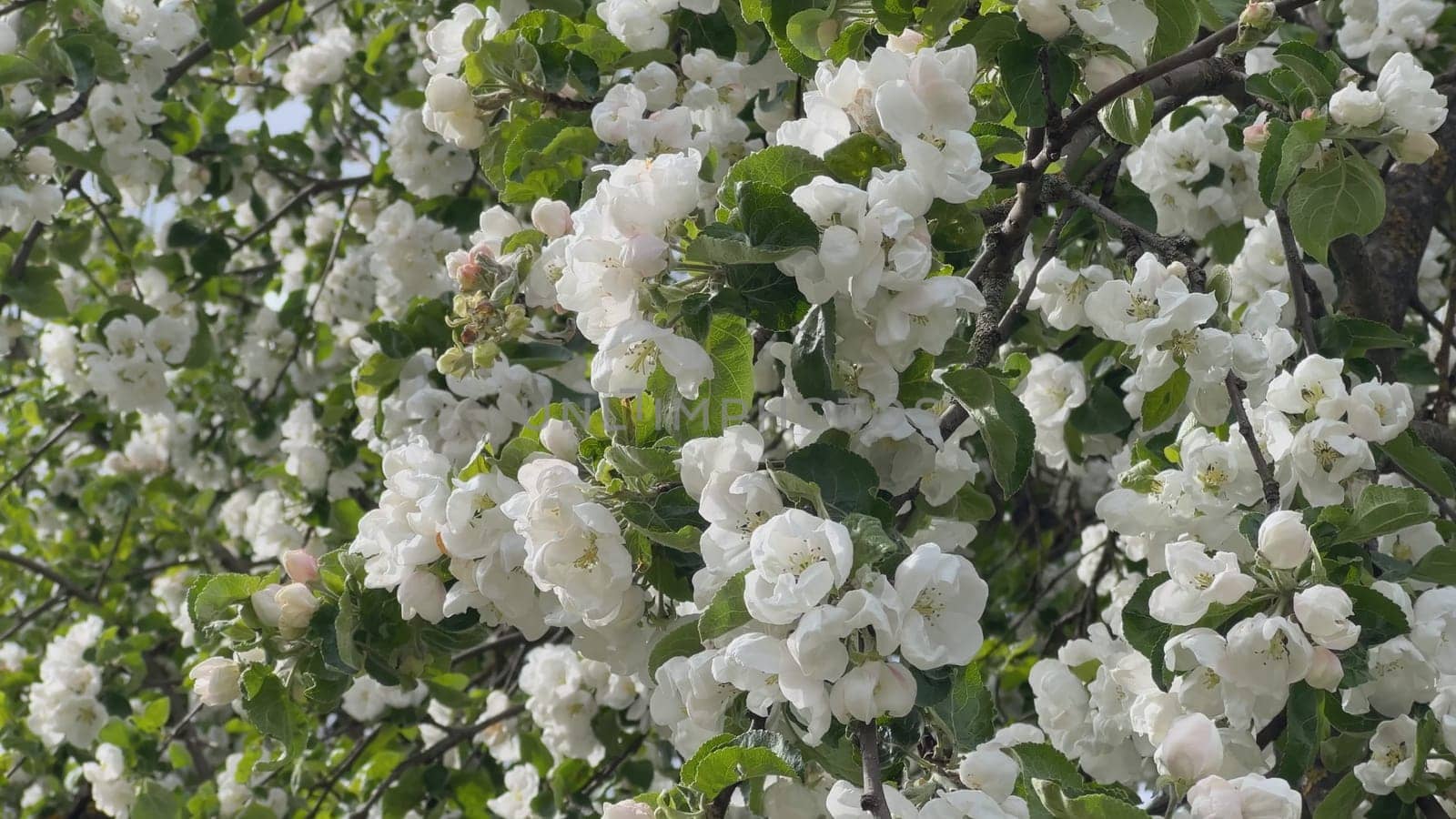 Apple blossom flowers on a tree in spring