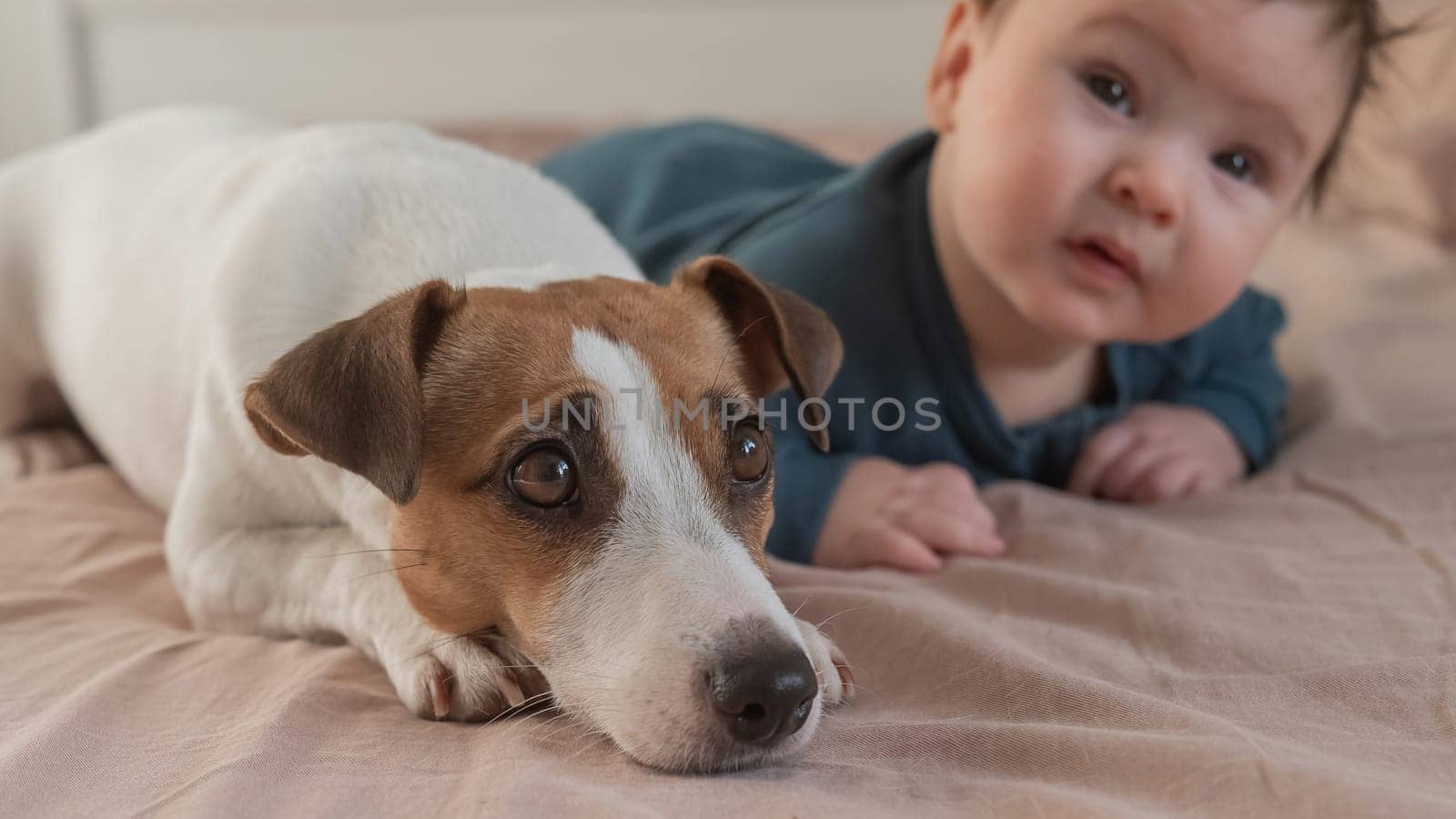 Portrait of a Jack Russell Terrier dog and a three-month-old boy lying on the bed