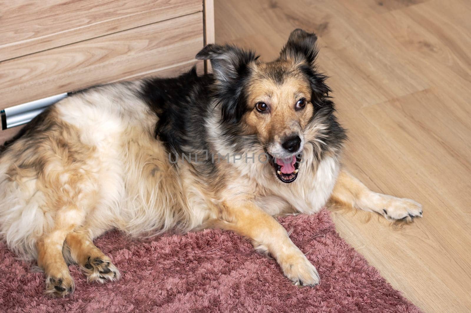 A Herding dog, known for its loyalty and companionship, lies on a hardwood rug with its mouth open. The dogs fur shines under the wood stain, creating a cozy scene in the event