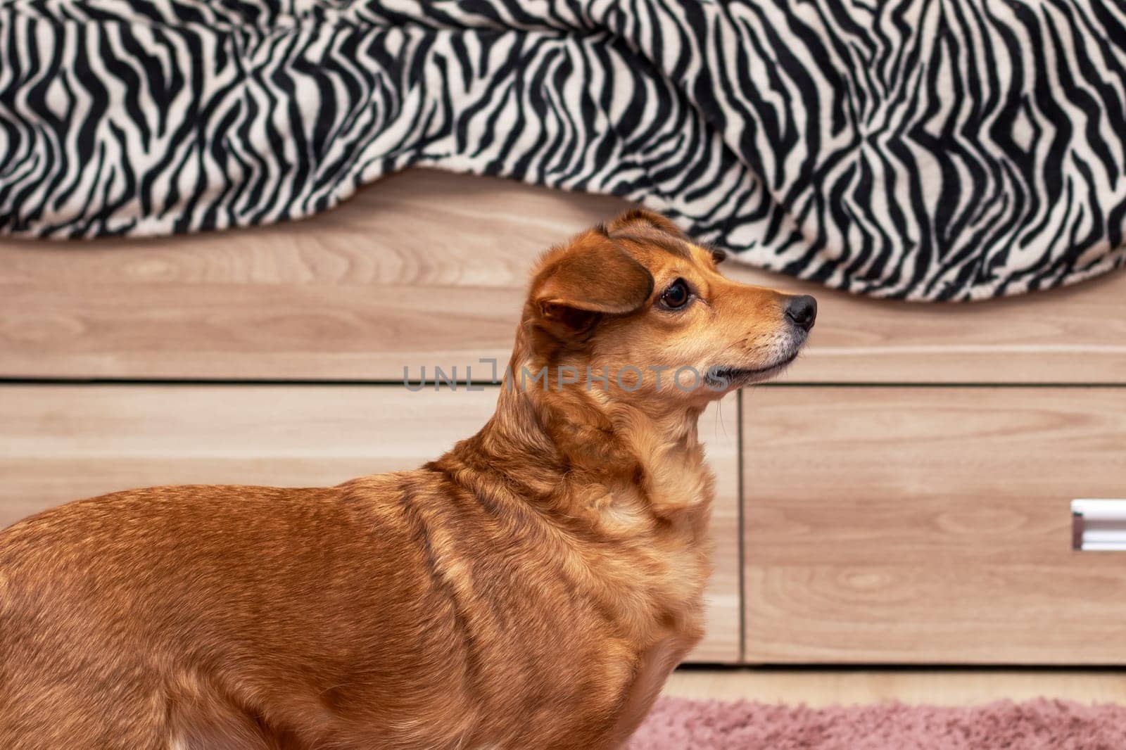 A carnivore dog breed with a fawn coat standing in front of a zebra print couch. This terrestrial animal has a snout and is a loyal companion dog