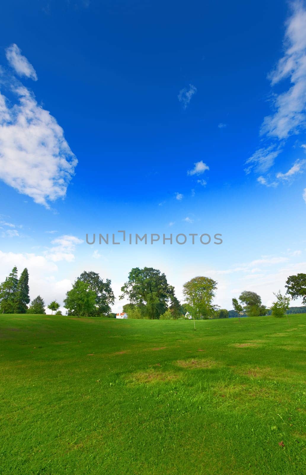 Landscape, field and nature in environment, trees and land with peace, blue sky and ecosystem in countryside. Sustainability, morning and grass for golf, scenery and outdoor, greenery and park by YuriArcurs