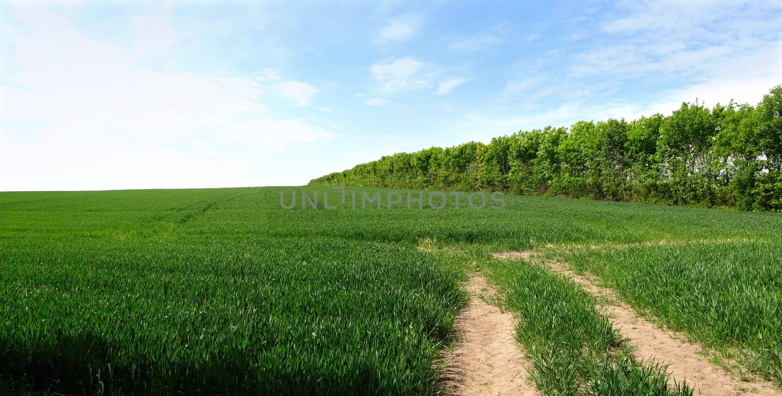 Farm, path and nature in environment, trees and land with peace, blue sky and ecosystem in countryside. Sustainability, morning and grass for field, scenery and outdoor, greenery and agriculture by YuriArcurs