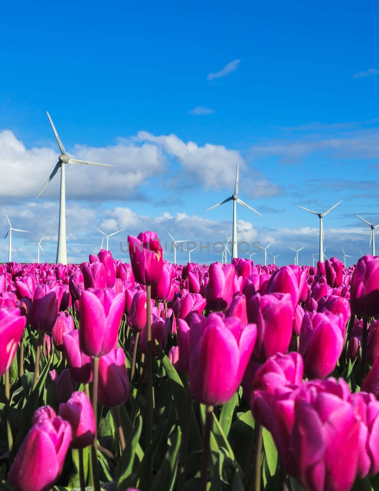 A vibrant field of purple tulips sways gracefully in the wind, with several iconic windmill turbines towering in the background by fokkebok