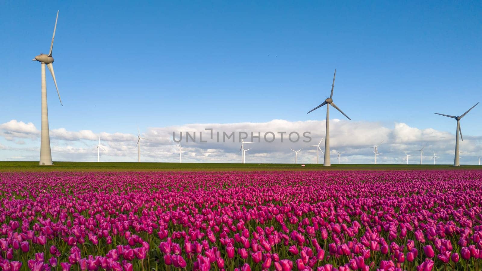 A vibrant field with purple tulip flowers swaying in the wind alongside majestic windmill turbines, creating a picturesque scene of nature and technology, Noordoostpolder Netherlands
