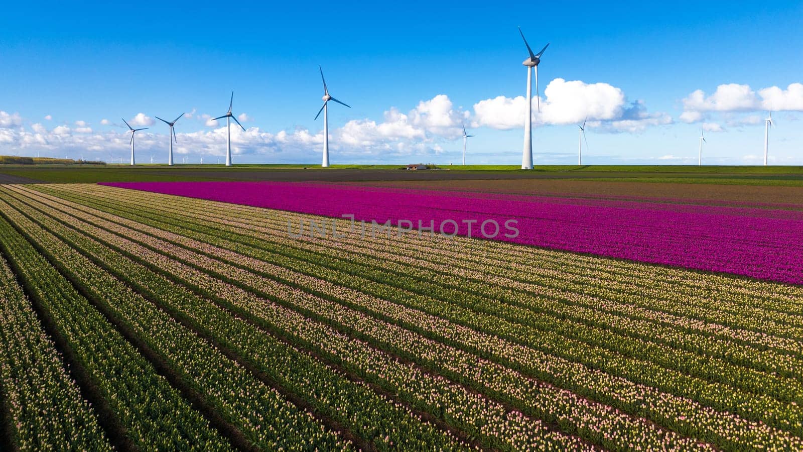 A picturesque scene of a vibrant field filled with colorful flowers, with elegant windmill turbines spinning in the distance against a clear blue sky by fokkebok