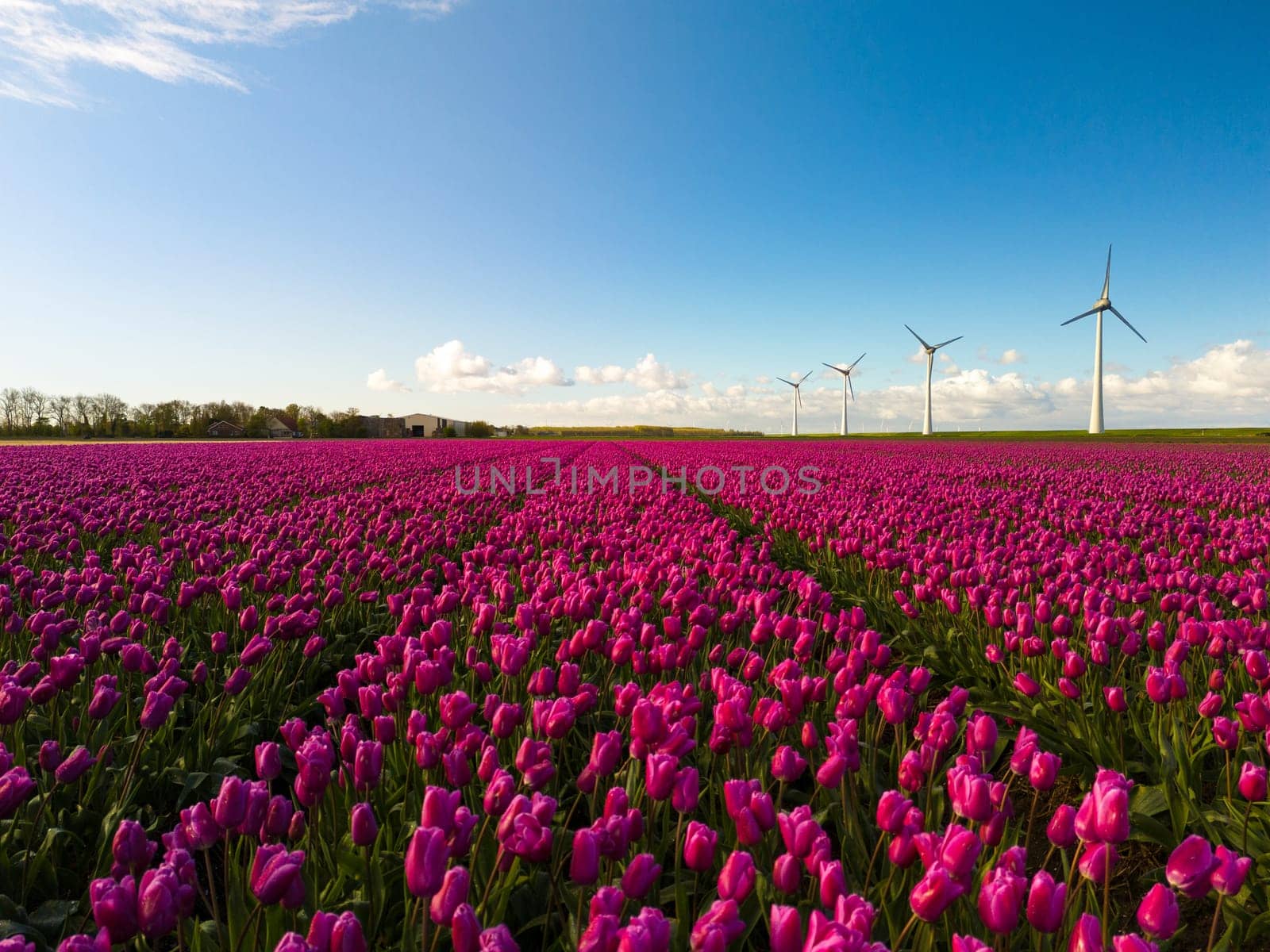 A vibrant field of purple tulips swaying in the breeze, with traditional windmill turbines in the background against a clear blue sky by fokkebok