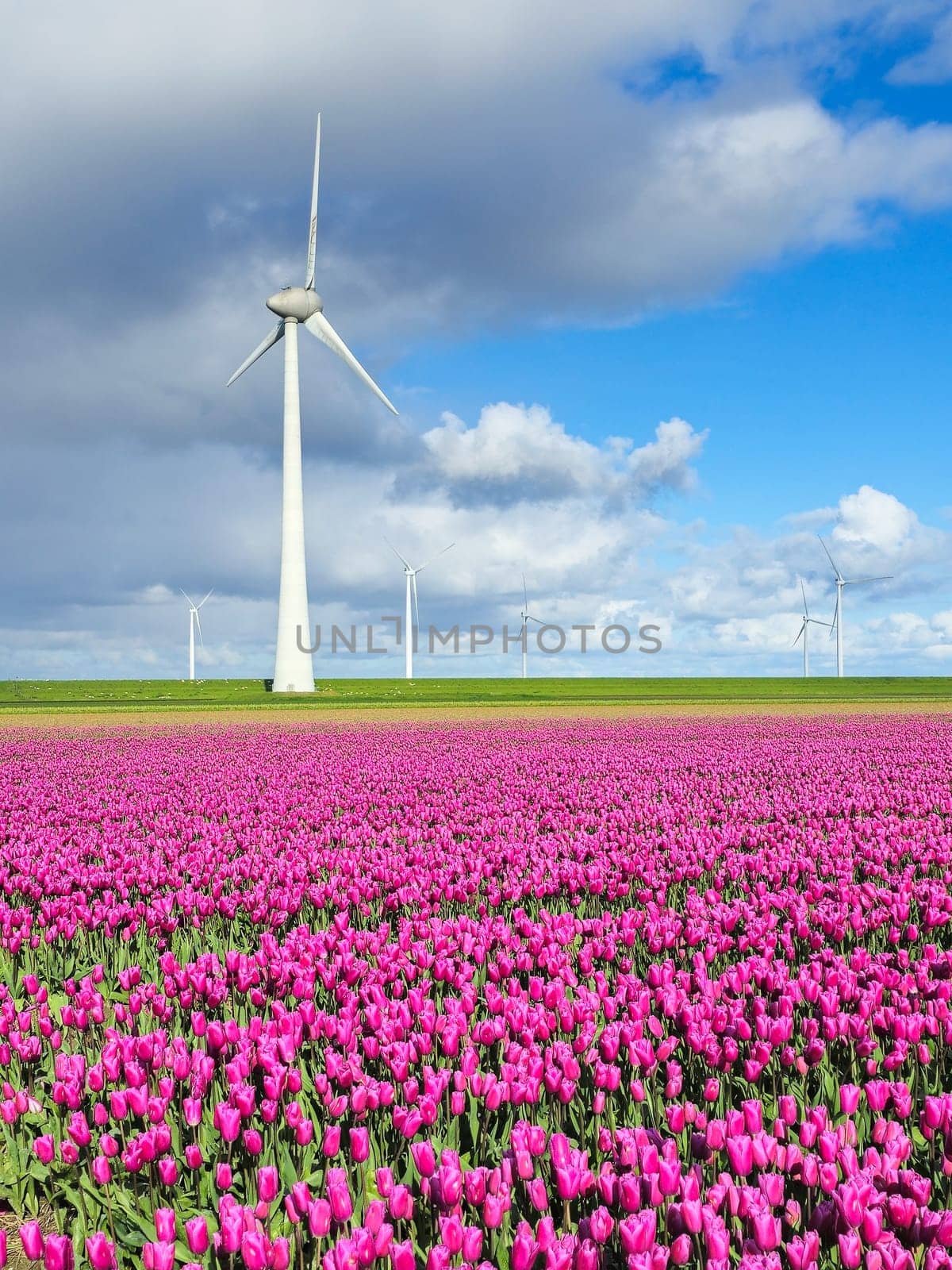 A picturesque scene of a field of colorful flowers swaying in the wind, with a traditional windmill in the background against a bright Spring sky by fokkebok