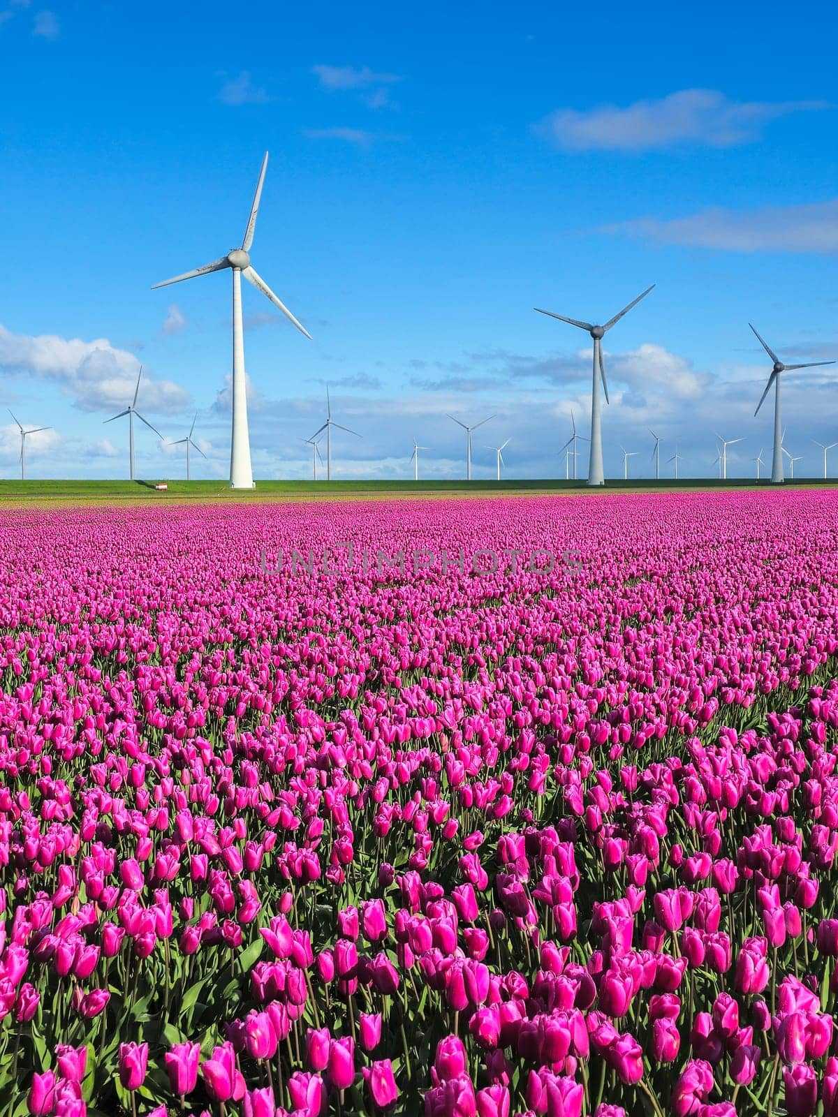A vibrant field of purple tulips stretches into the distance, with majestic windmills spinning in the background under a clear Spring sky by fokkebok