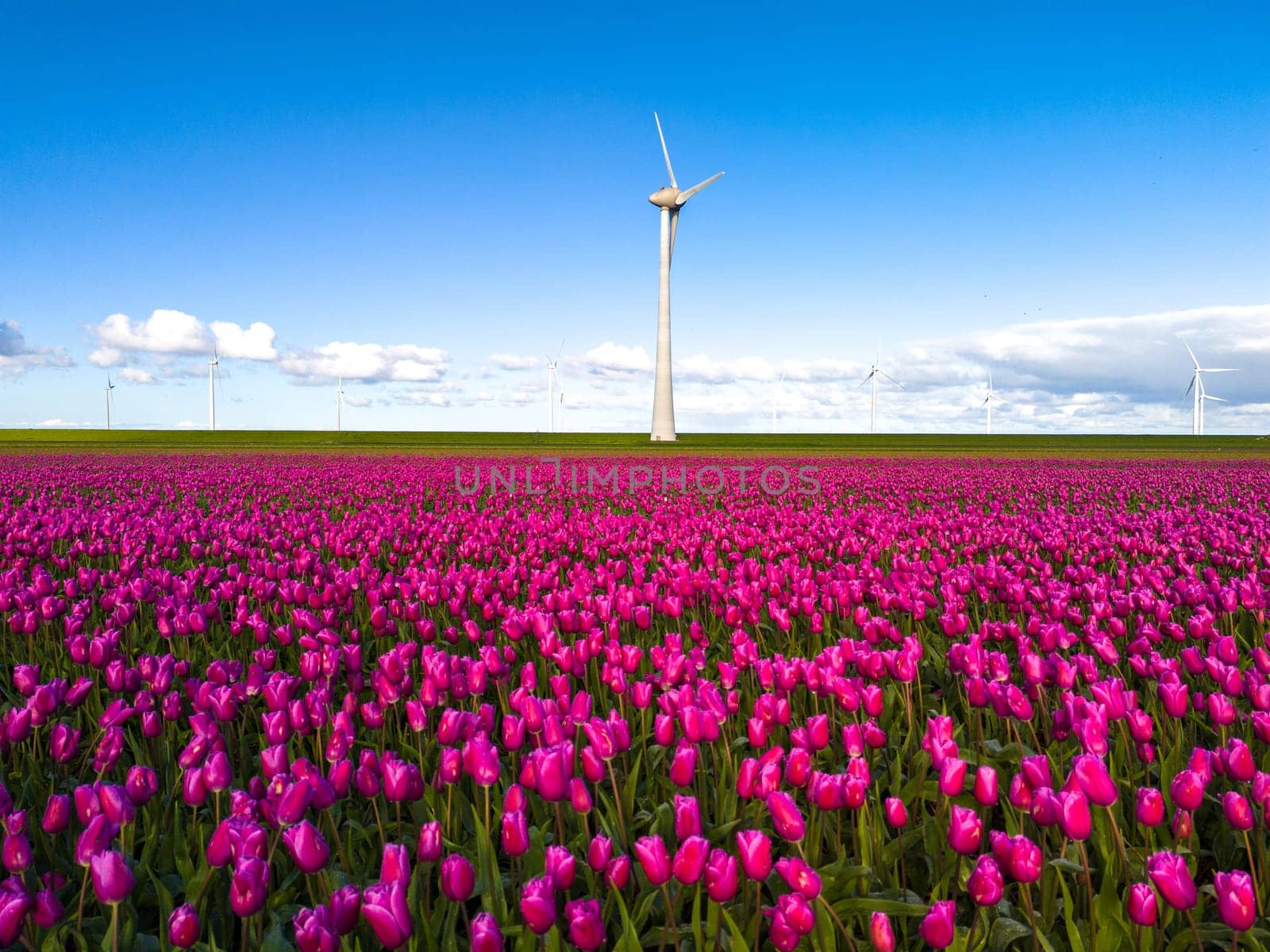 A vibrant field of pink tulips dances in the breeze, framed by the iconic silhouette of a windmill in the background.