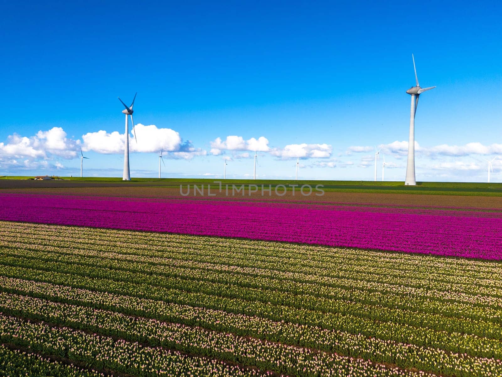 A picturesque scene of a vast field adorned with colorful flowers, with majestic windmills spinning in the distance, set against a clear blue sky by fokkebok