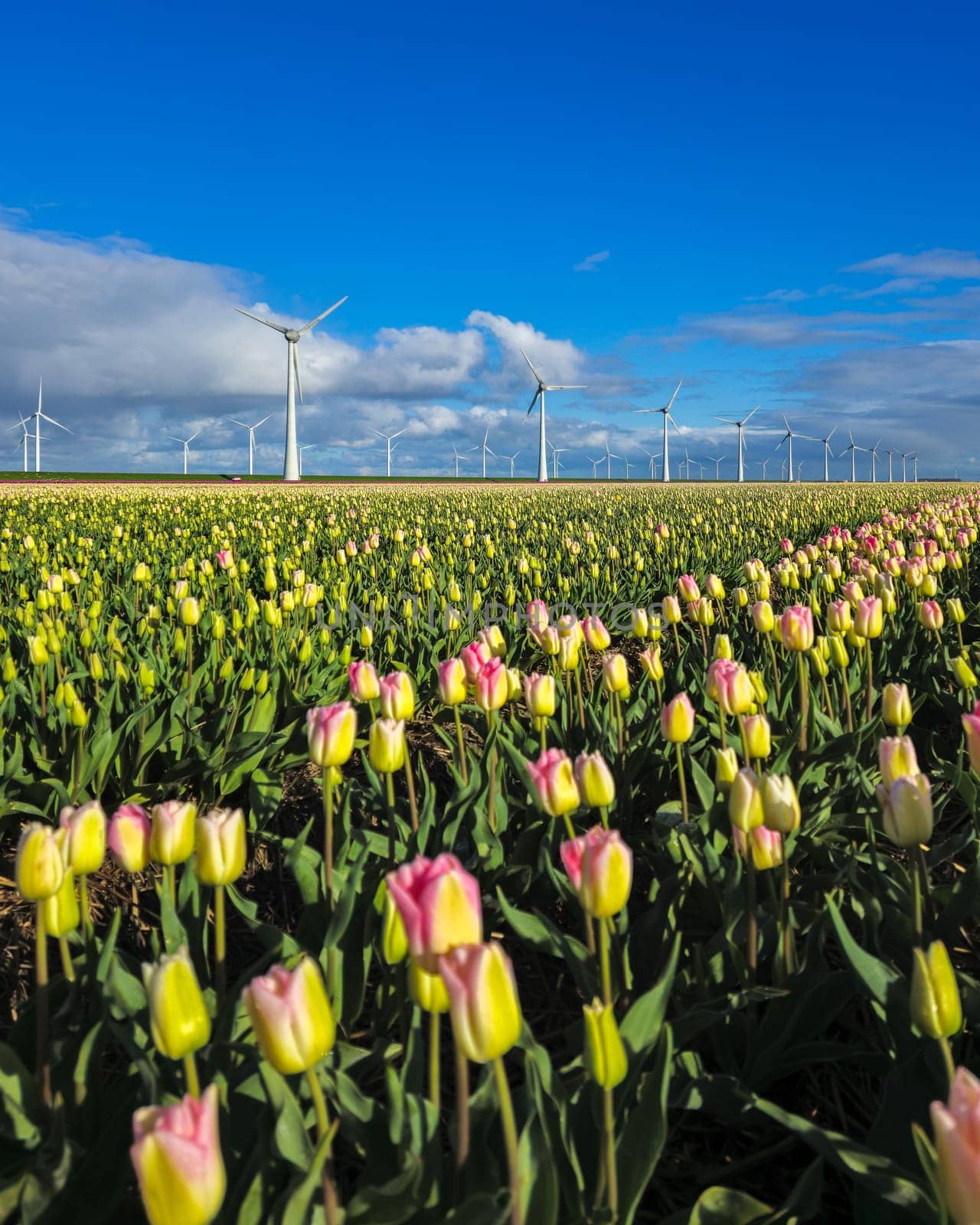 A field of budding tulips with towering windmills against a clear blue sky by fokkebok