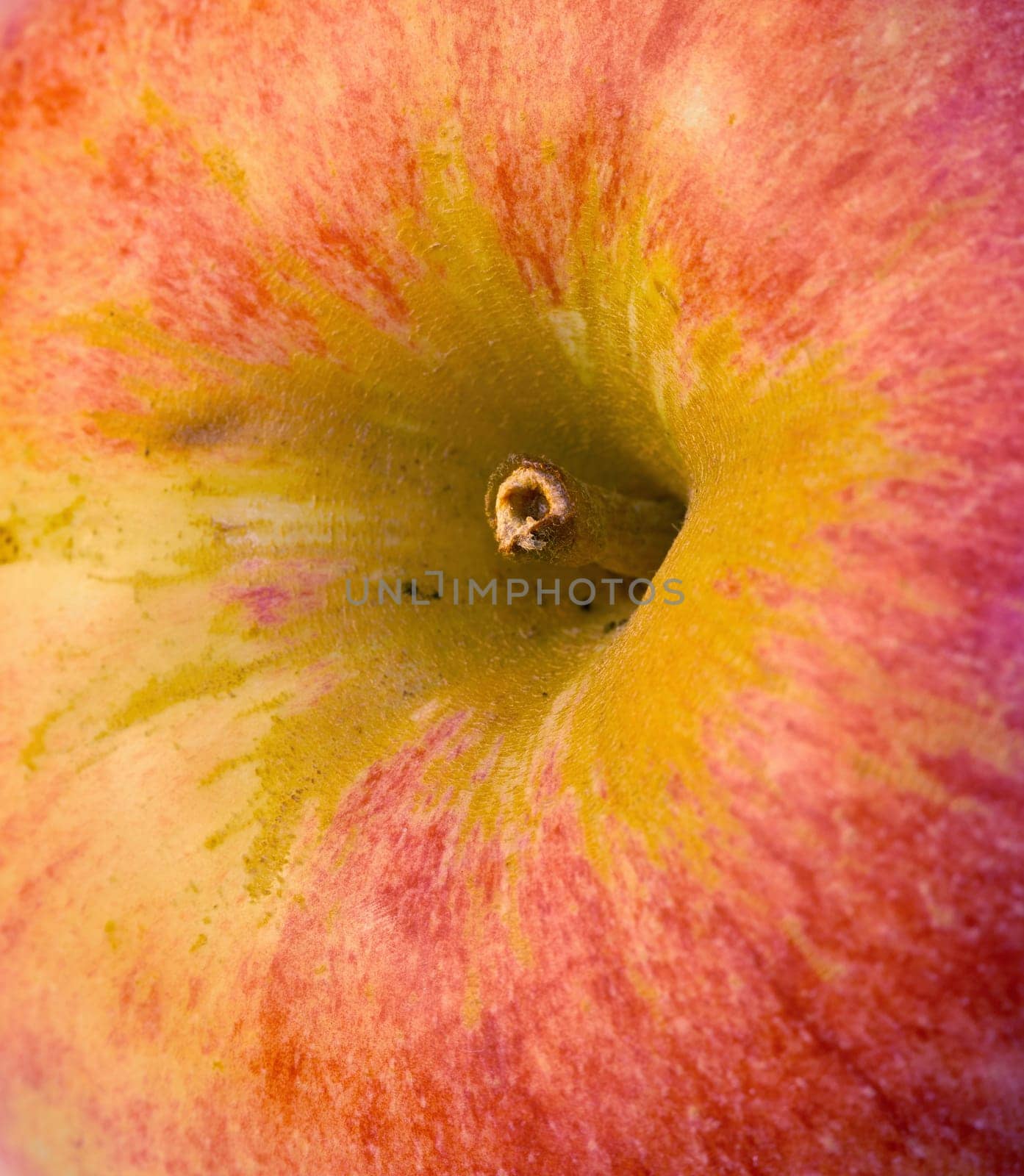 Macro of red apple, nutrition and diet with health, wellness and organic vitamins and snack. Fruit, plant and harvest with botanical produce, horticulture and spring vegetation for agriculture by YuriArcurs