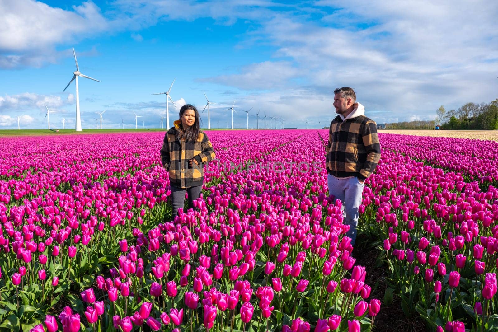 A couple embraces in a vast field of vibrant purple tulips, under the watchful gaze of towering windmill turbines in the Netherlands in Spring by fokkebok