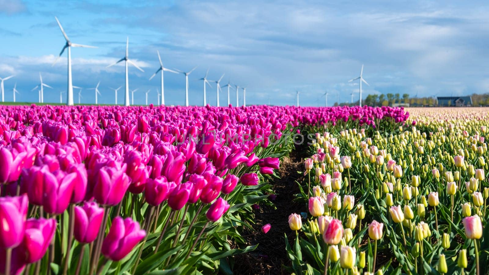 A vibrant field of pink tulips sways gracefully as windmill turbines spin in the background, capturing the essence of spring in the Netherlands by fokkebok