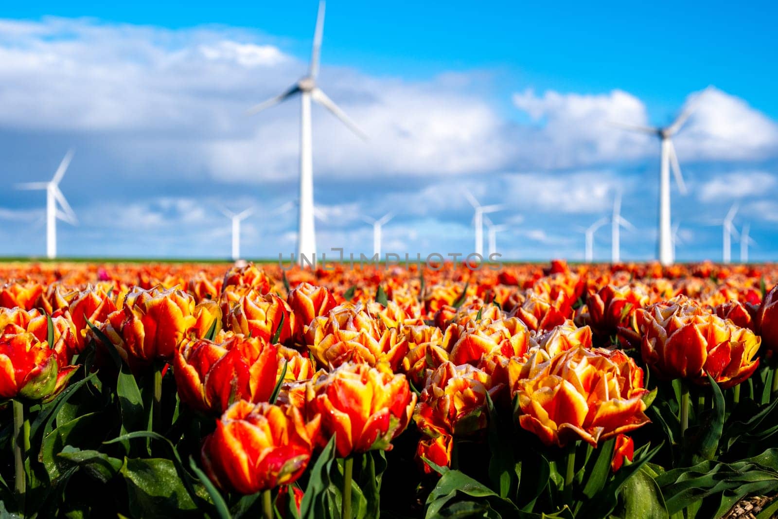 A colorful field of red and yellow tulips dances in the breeze, overlooking a backdrop of ancient windmills turning gently in the Spring sunshine by fokkebok