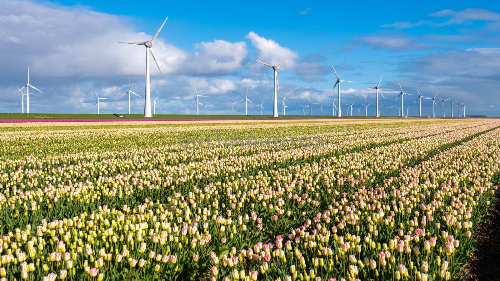 A vibrant field of tulips with elegant wind turbines spinning in the distance, capturing the essence of renewable energy and colorful nature. windmill turbines in the Noordoostpolder Netherlands