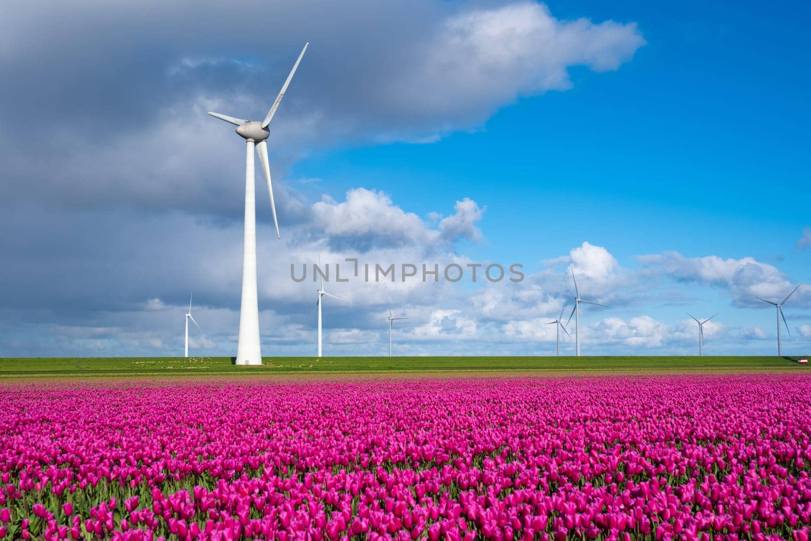 A vast field of vibrant purple flowers dances in the breeze, with towering windmills spinning gracefully in the background amidst the Dutch countryside in spring by fokkebok