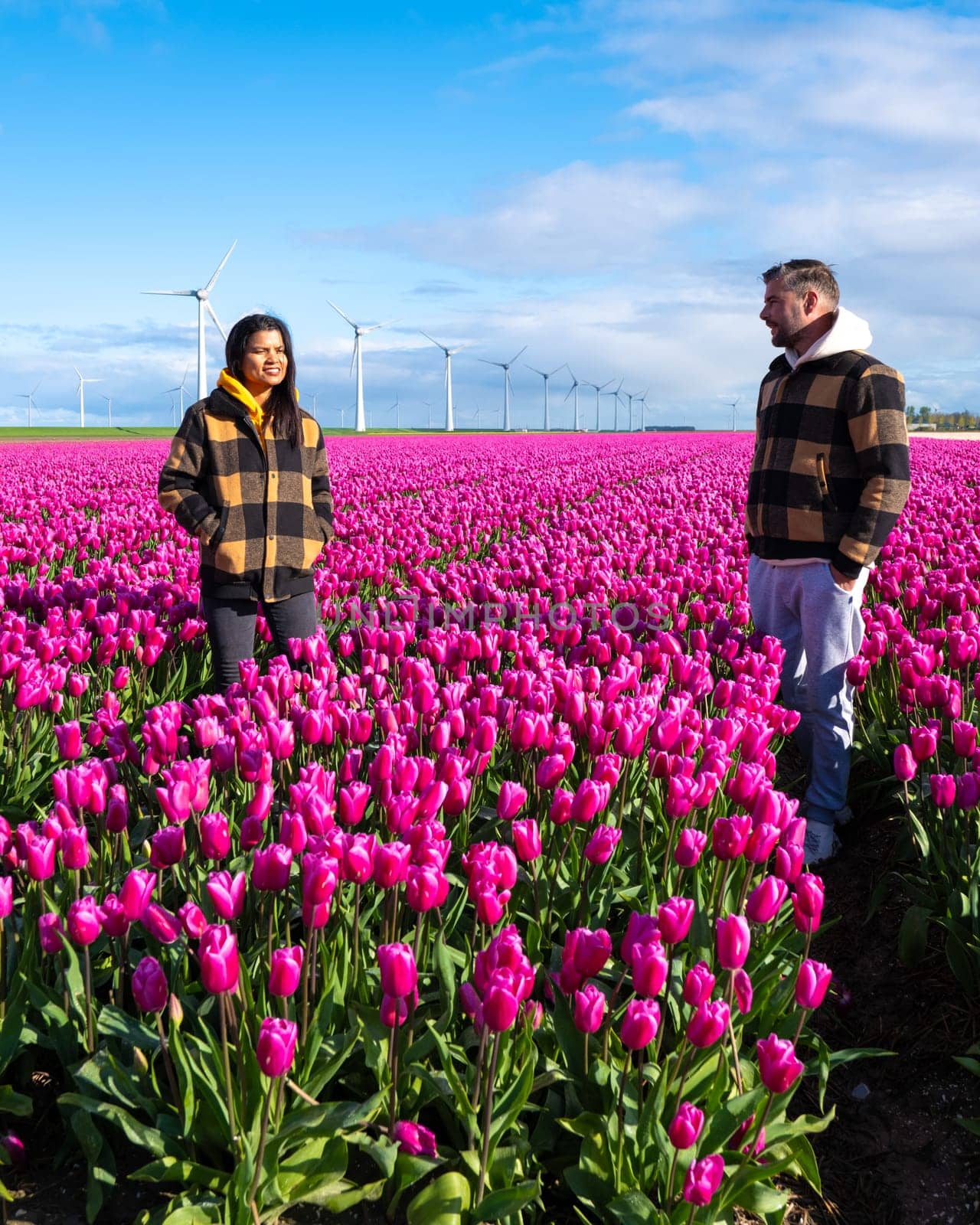 A couple holding hands, standing gracefully among a vibrant field of tulip flowers, surrounded by windmill turbines in the Netherlands in Spring.