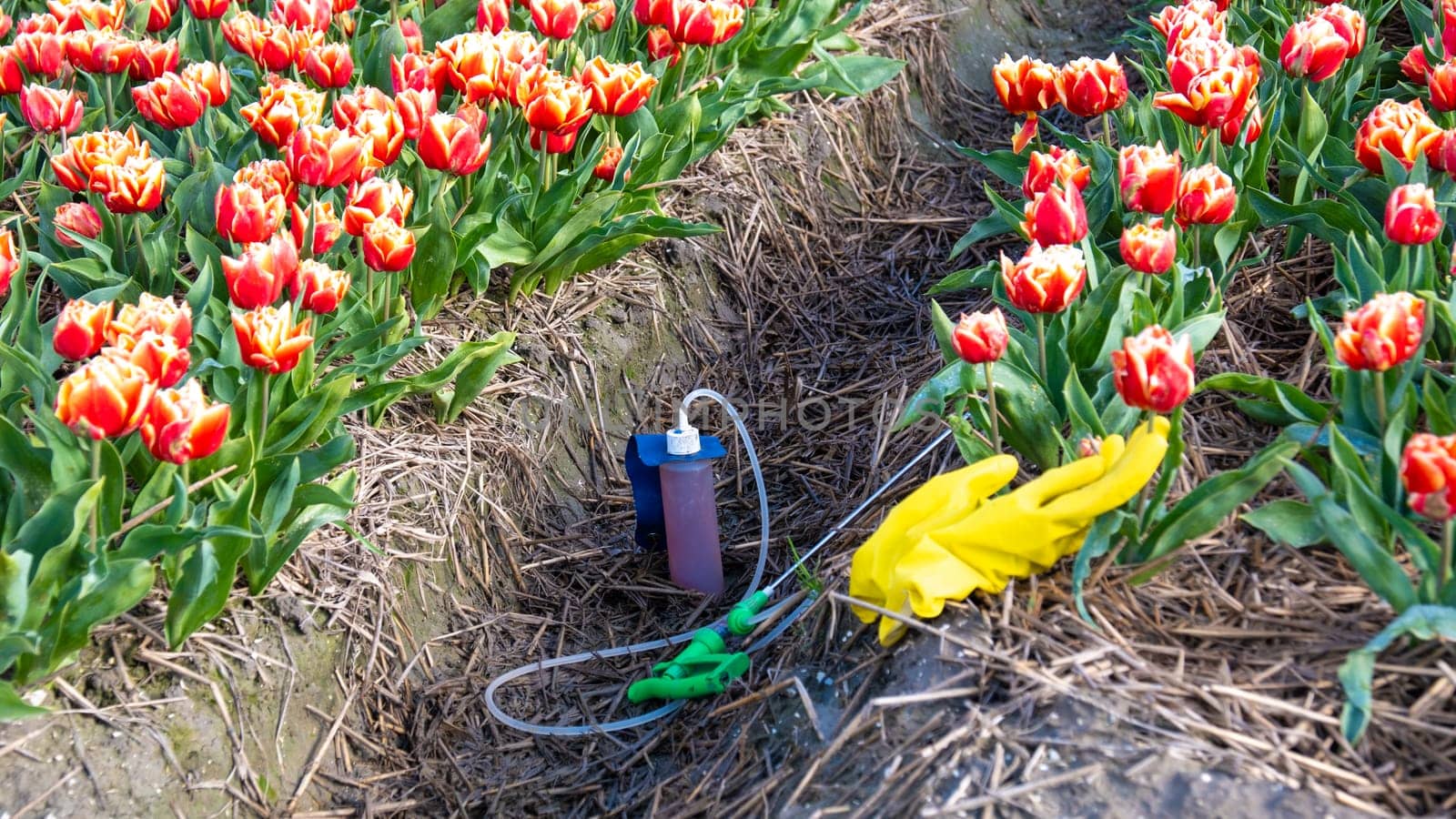 sprayer with pesticides and yellow gloves on the ground with a colorful tulip field in the Netherlands. Farmers spraying against plant diseases and pests and unwanted plants, Glyphosate herbicide