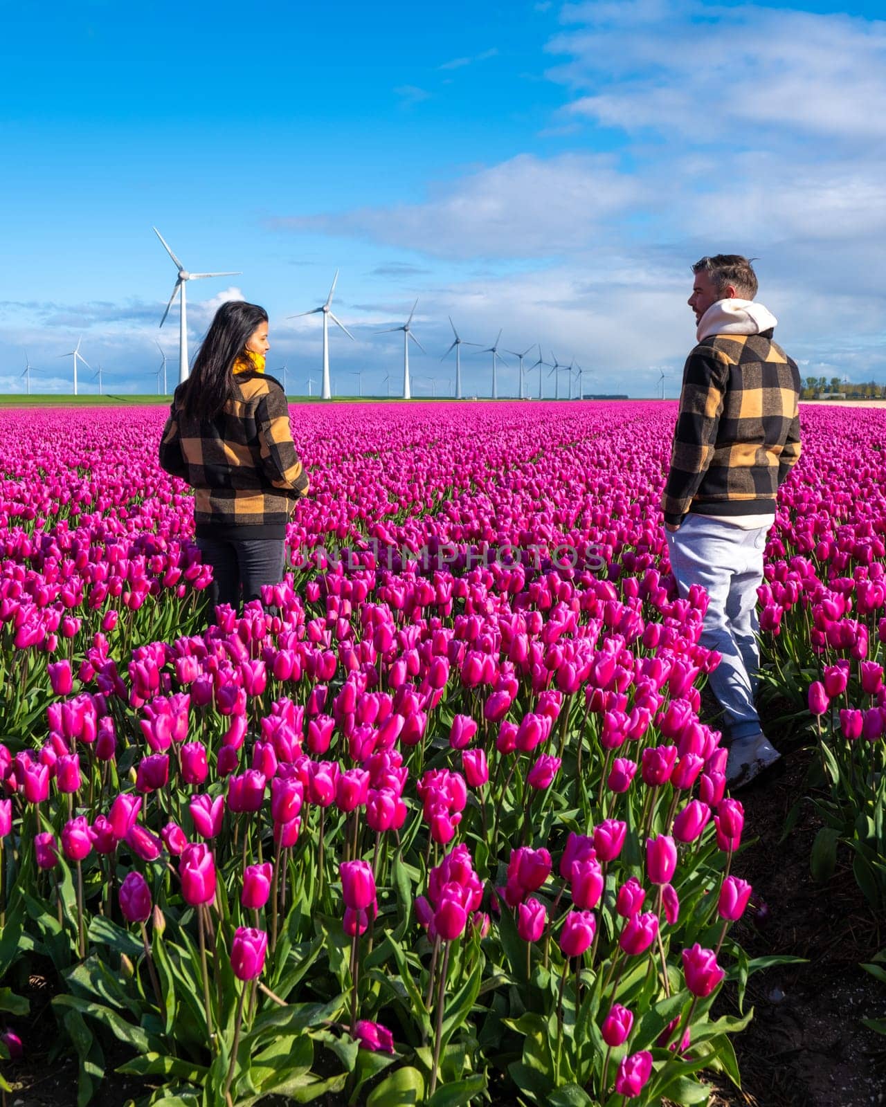 A man and a woman, surrounded by vibrant tulips, stand hand in hand in the sprawling Dutch fields during springtime by fokkebok