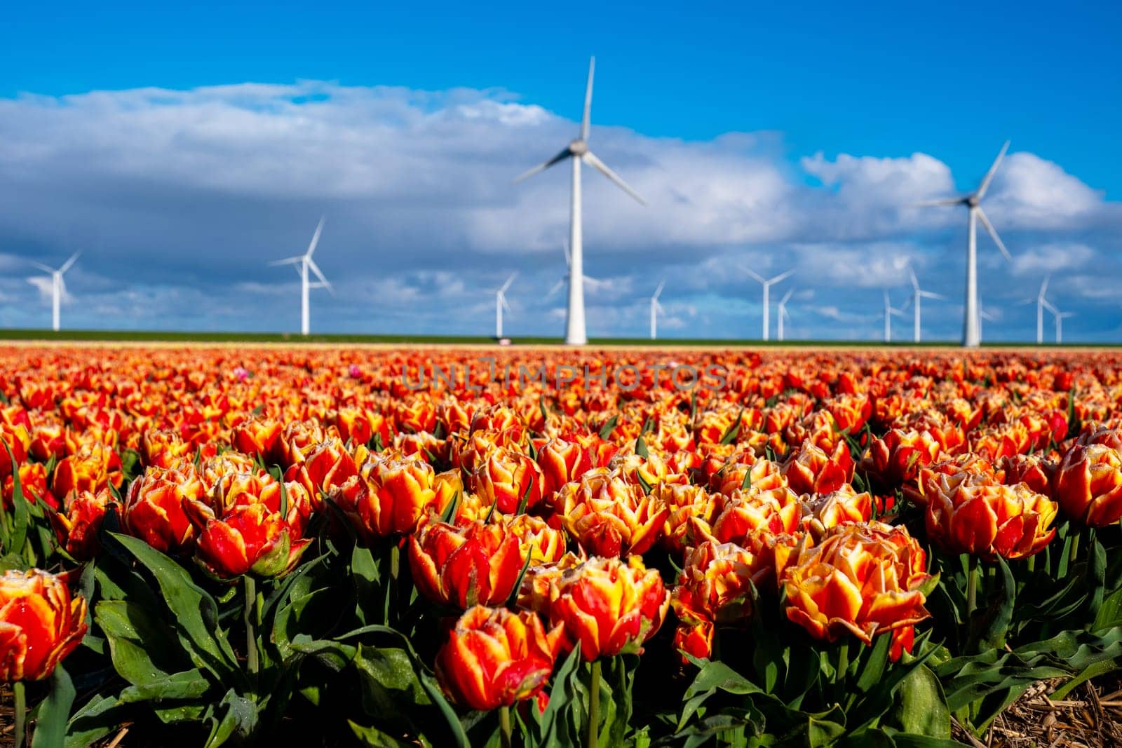 Vibrant tulip blossoms foreground towering wind turbines against a dynamic sky by fokkebok