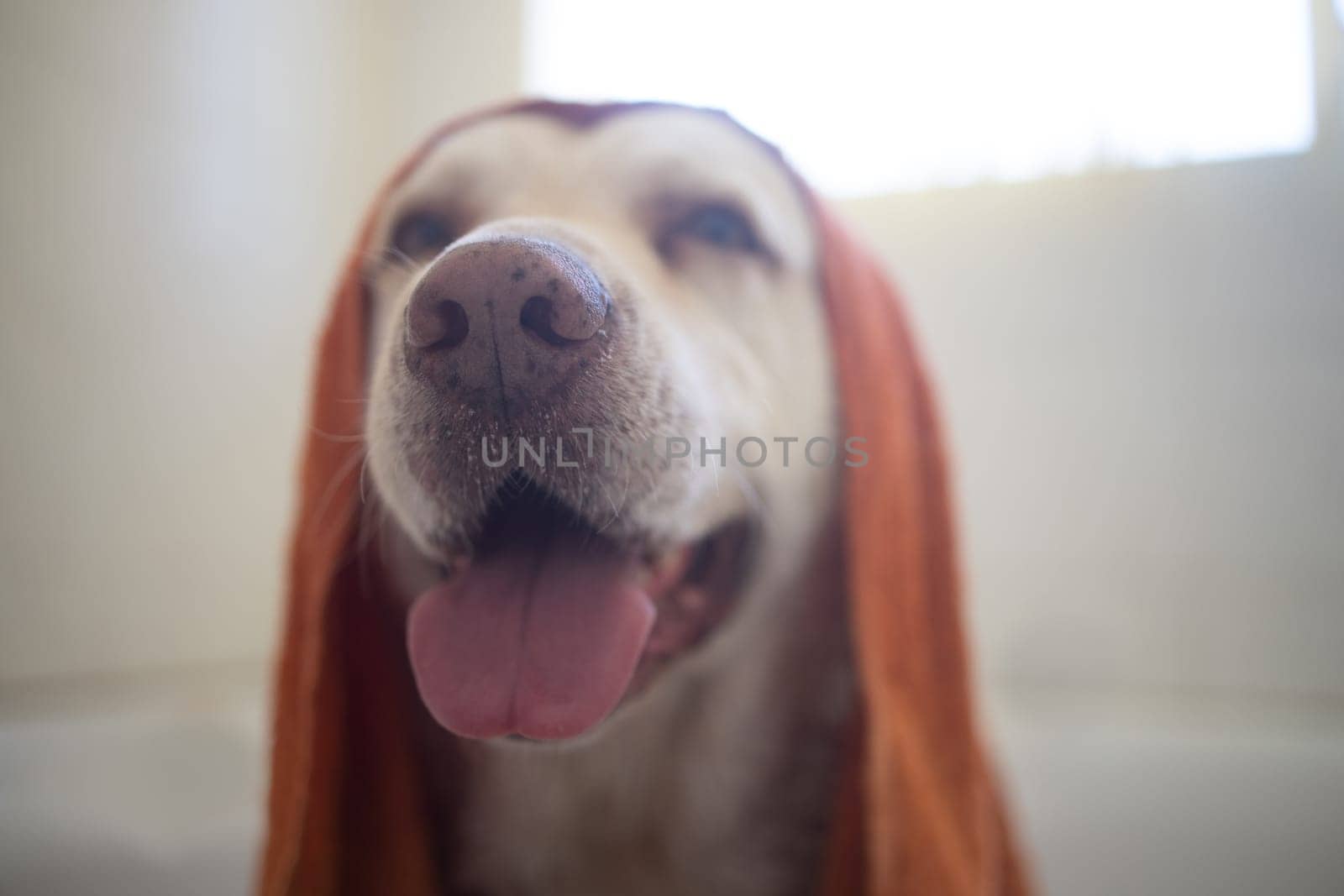 Towel, dog and cleaning in bathroom in home for wellness, hygiene and health of animal. Pet, bathtub and washing labrador retriever for grooming hair and care of cute canine drying with nose in house by YuriArcurs