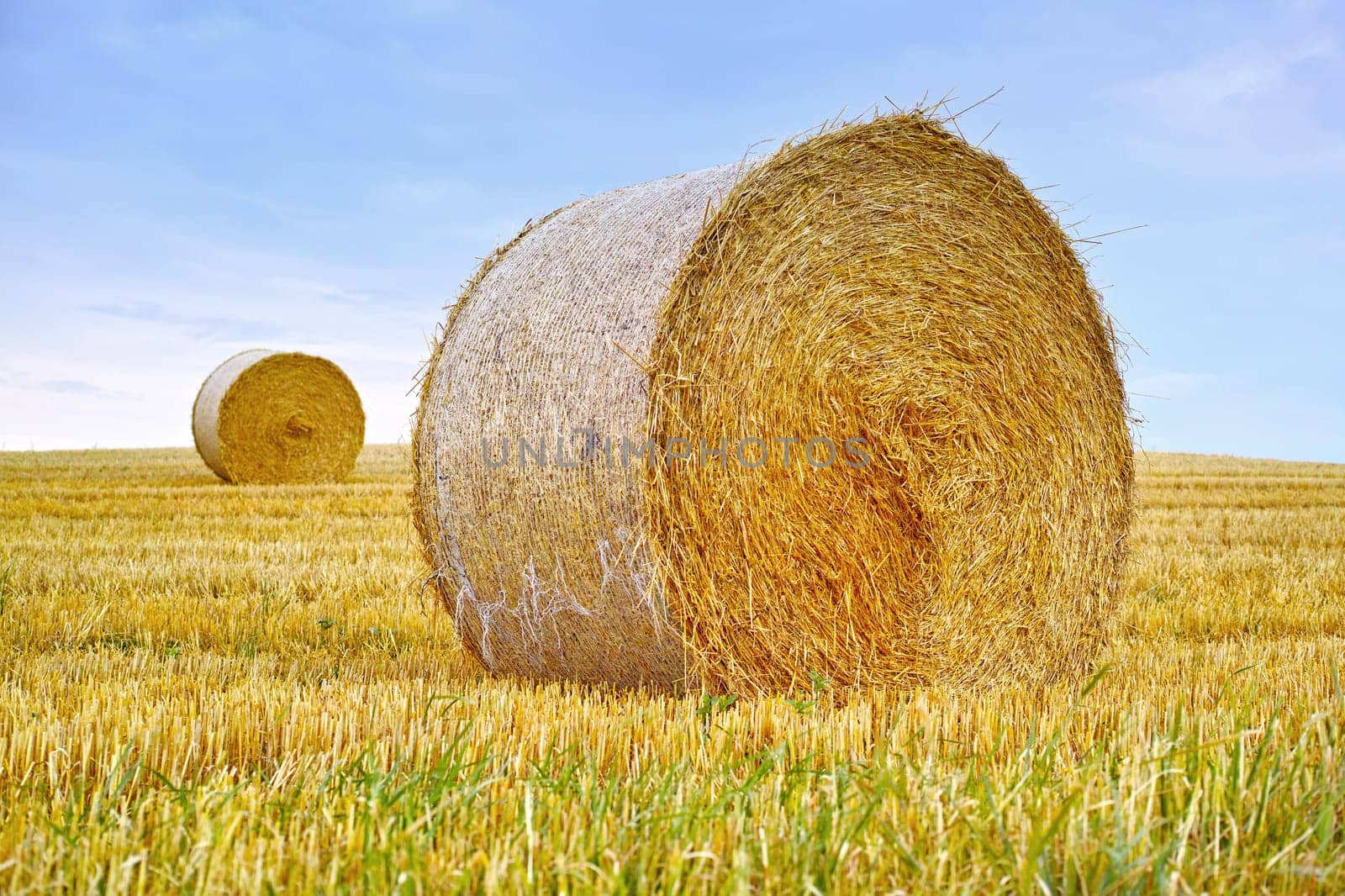 Hay, bale and stack of grass in field from harvest of straw in summer on farm with agriculture. Farming, landscape and haystack collection to graze from sustainable growth in countryside or pasture by YuriArcurs