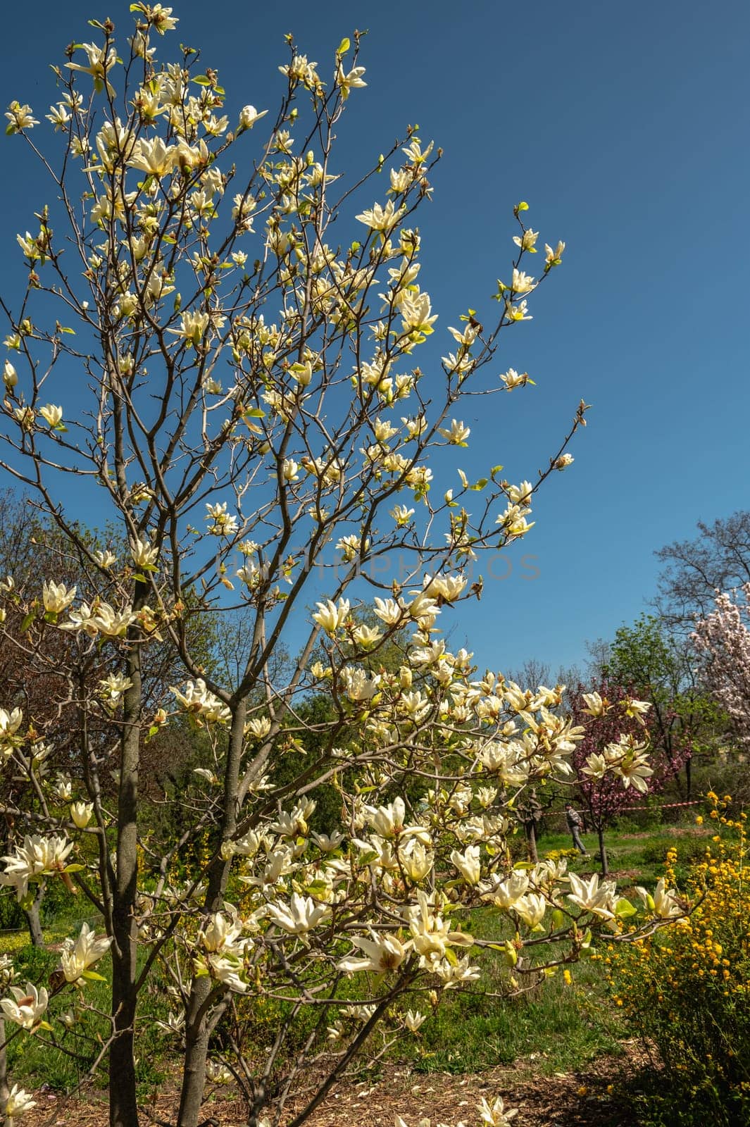 Odessa, Ukraine. Spring flowers and plants in Odessa botanical garden in Ukraine on a sunny day