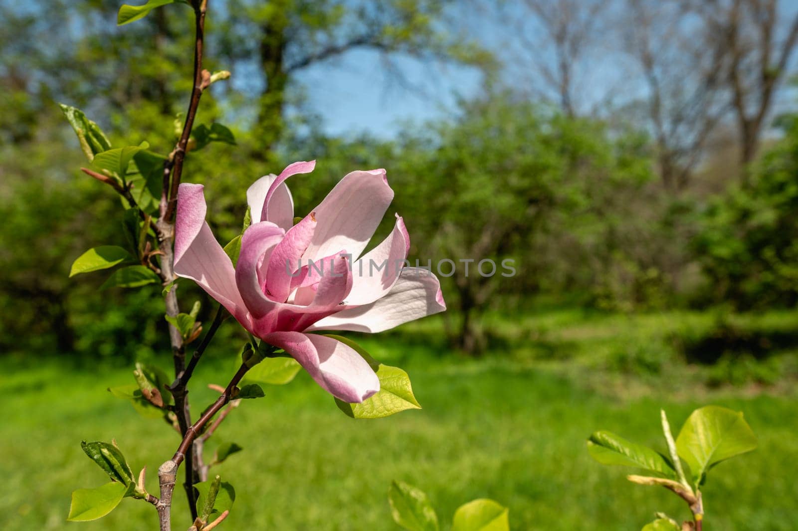 Odessa, Ukraine. Spring flowers and plants in Odessa botanical garden in Ukraine on a sunny day